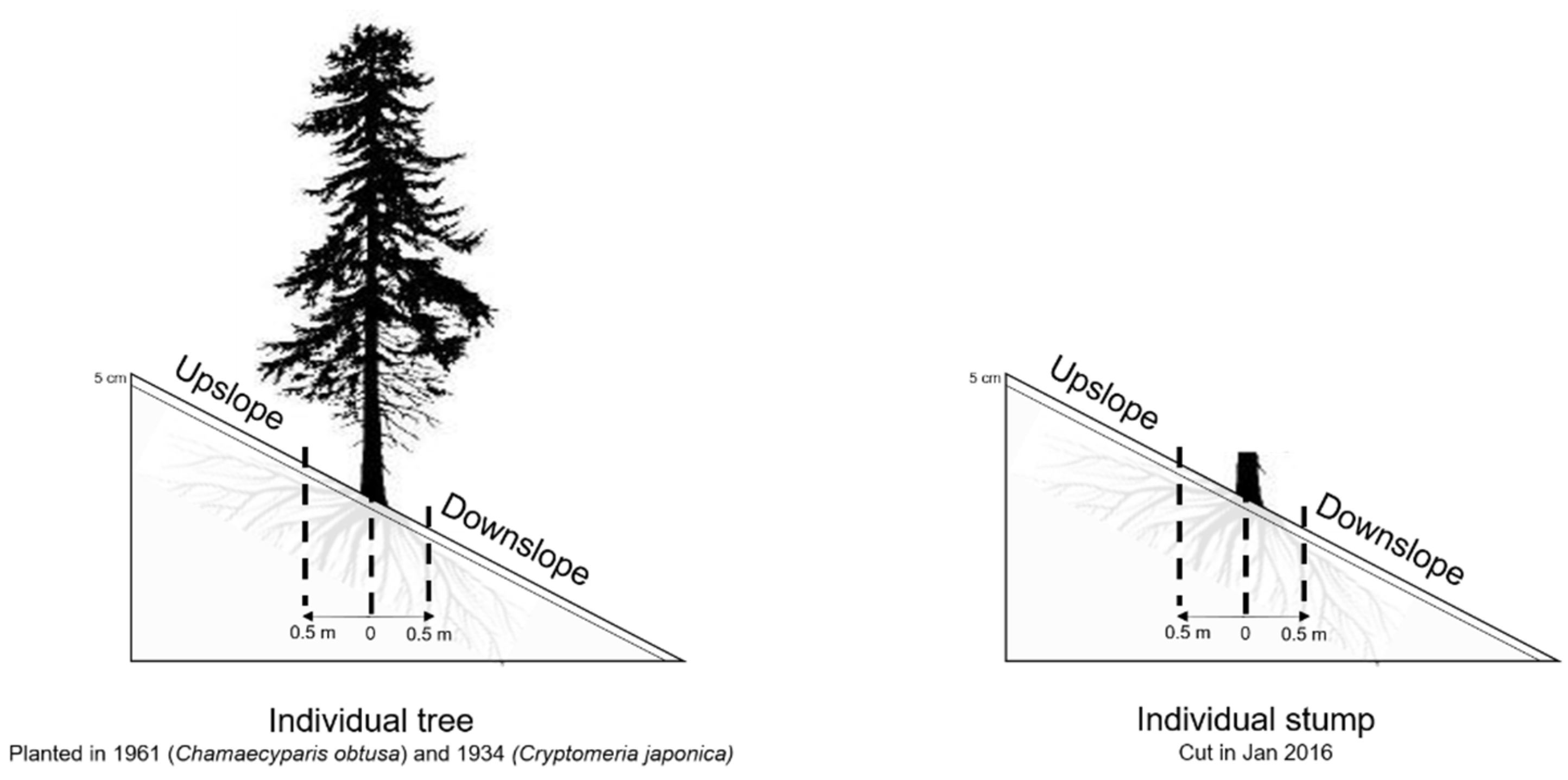 Forests 10 00730 g001 Forests 10 00730 g001