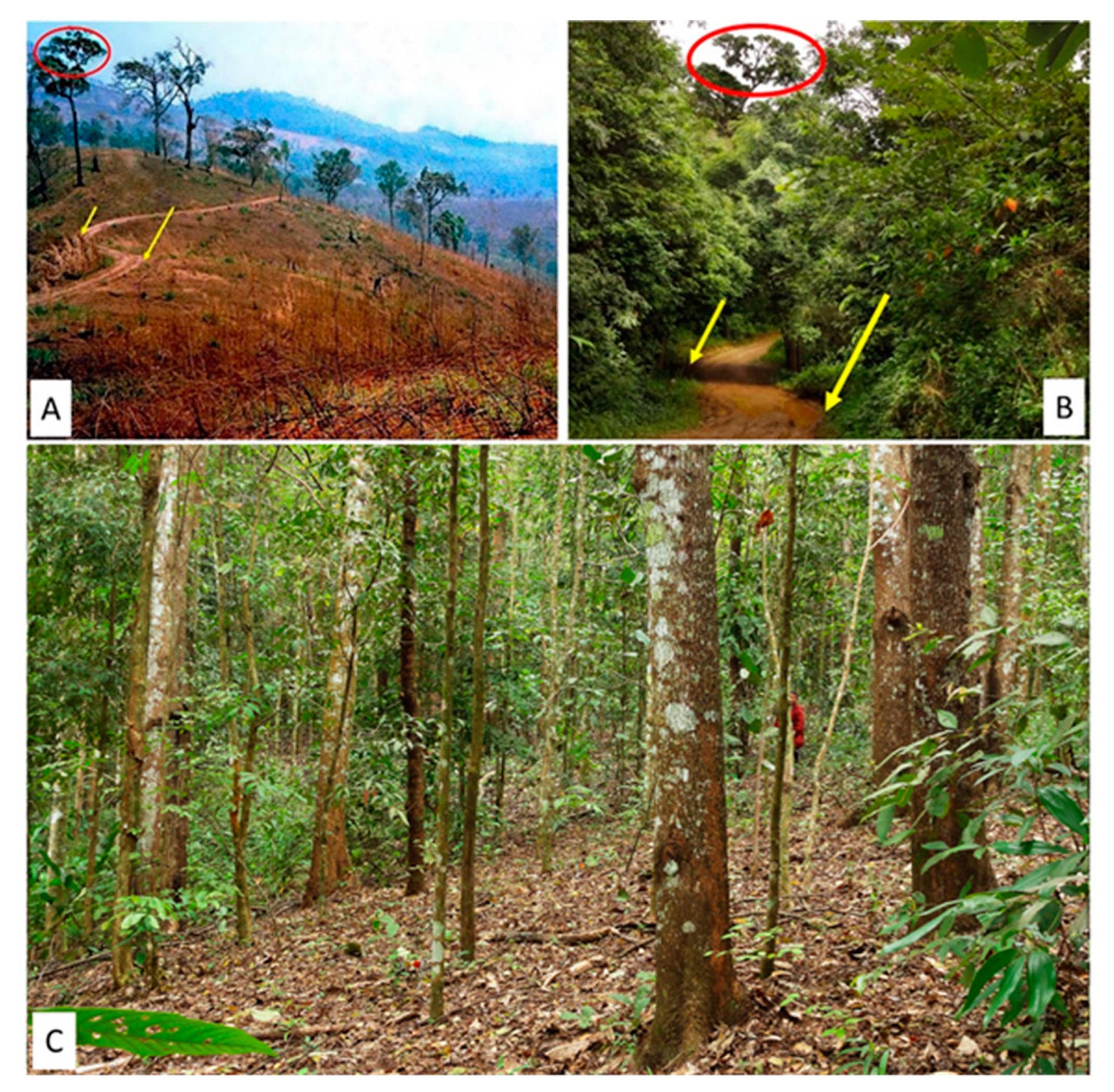 Forests 10 00732 g004 Forests 10 00732 g004