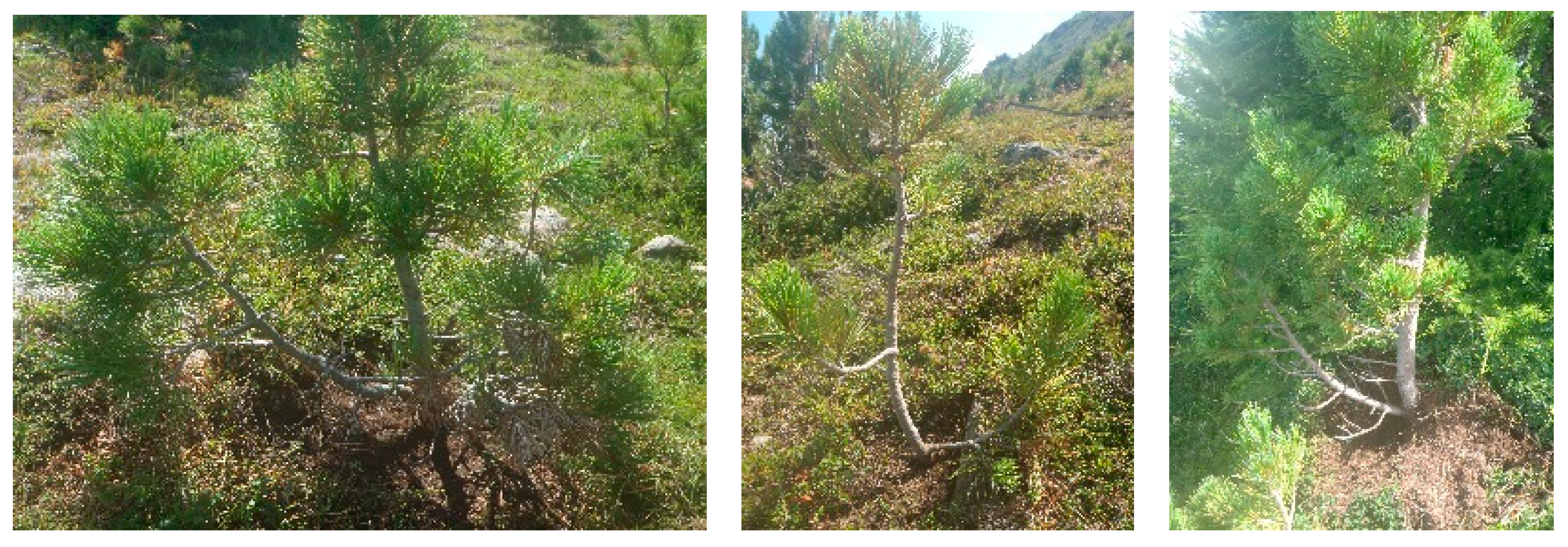 Forests 10 00744 g003 Forests 10 00744 g003