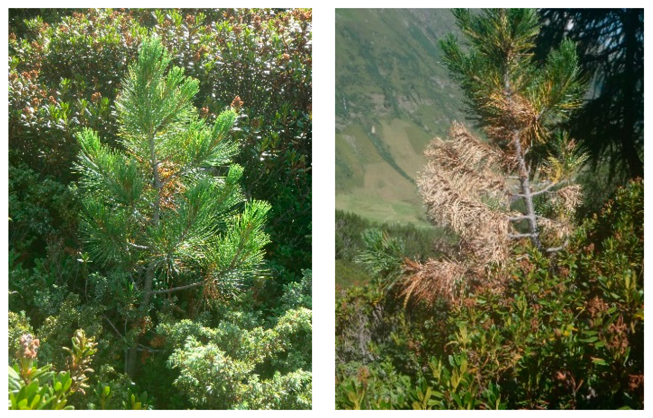 Forests 10 00744 g004 Forests 10 00744 g004