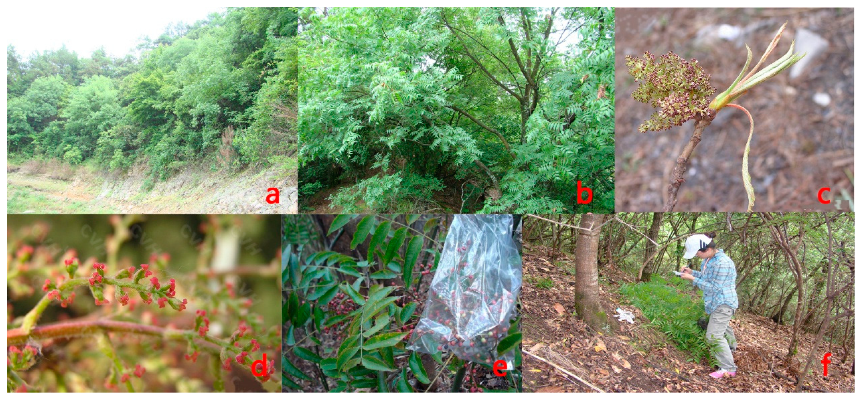 Forests 10 00792 g001 Forests 10 00792 g001