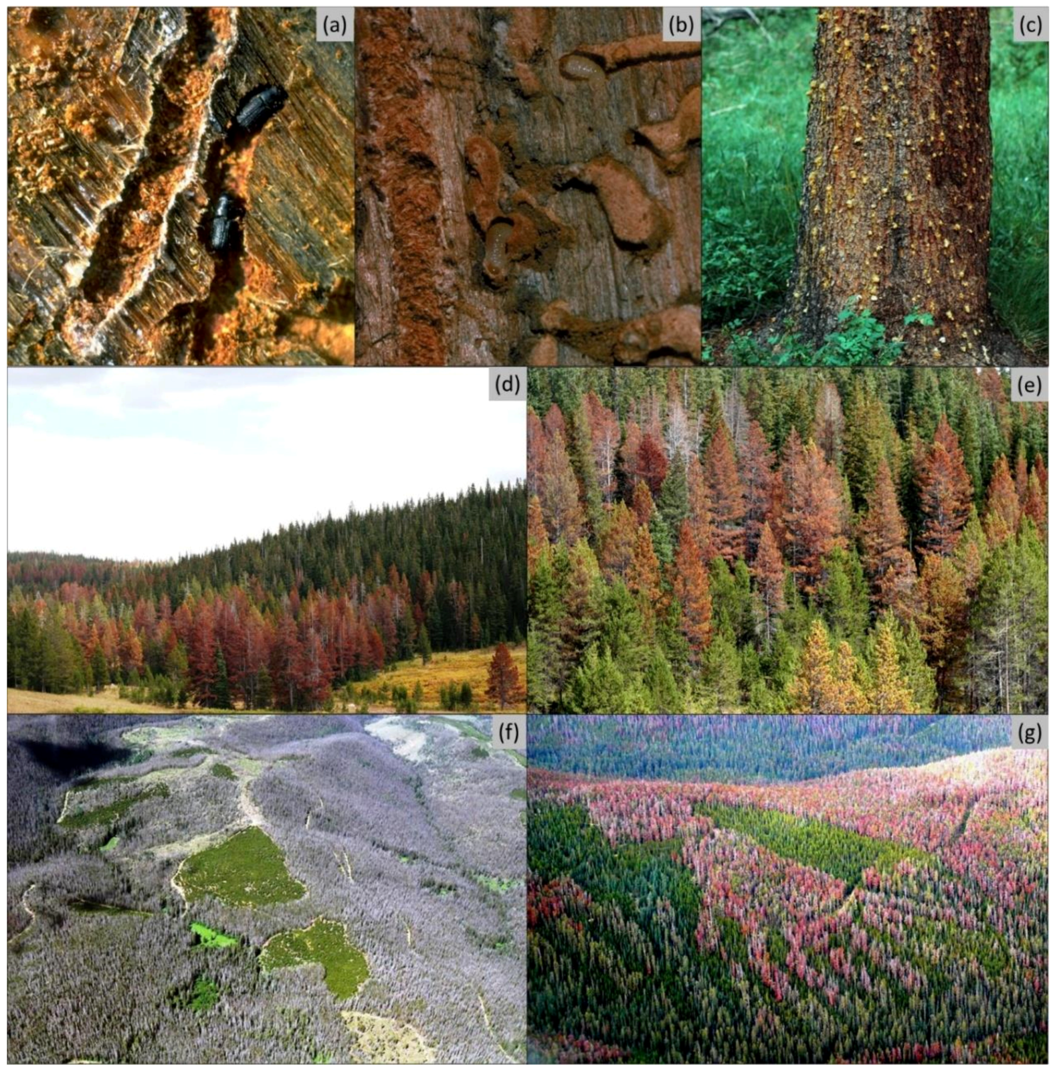 Forests 10 00811 g001