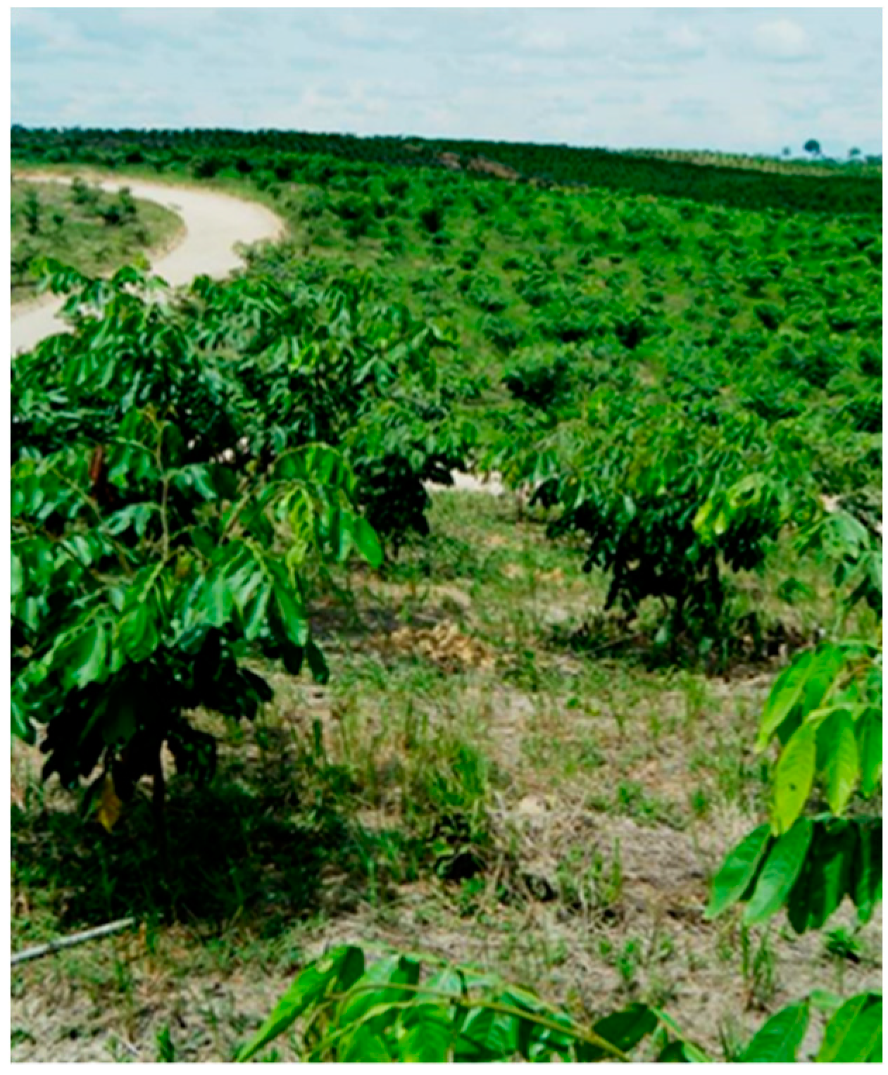 Forests 10 00851 g006 Forests 10 00851 g006