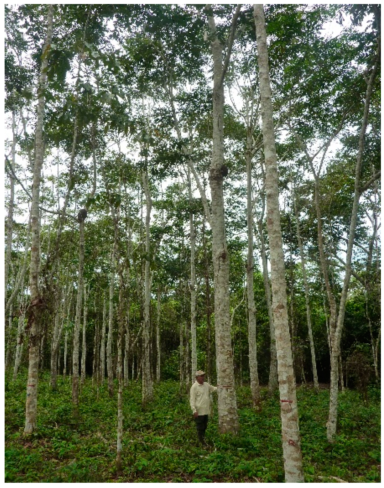 Forests 10 00851 g017 Forests 10 00851 g017