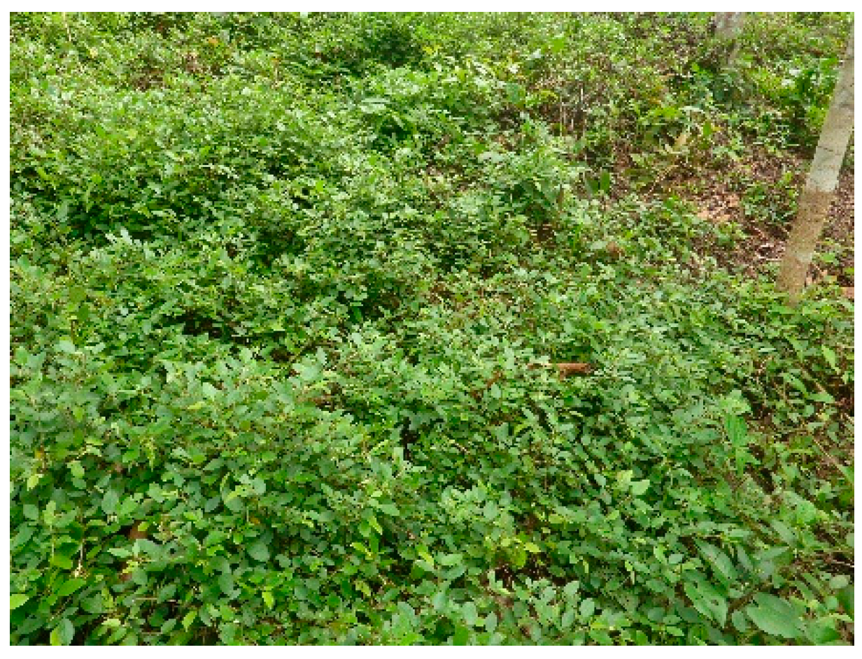 Forests 10 00851 g021 Forests 10 00851 g021
