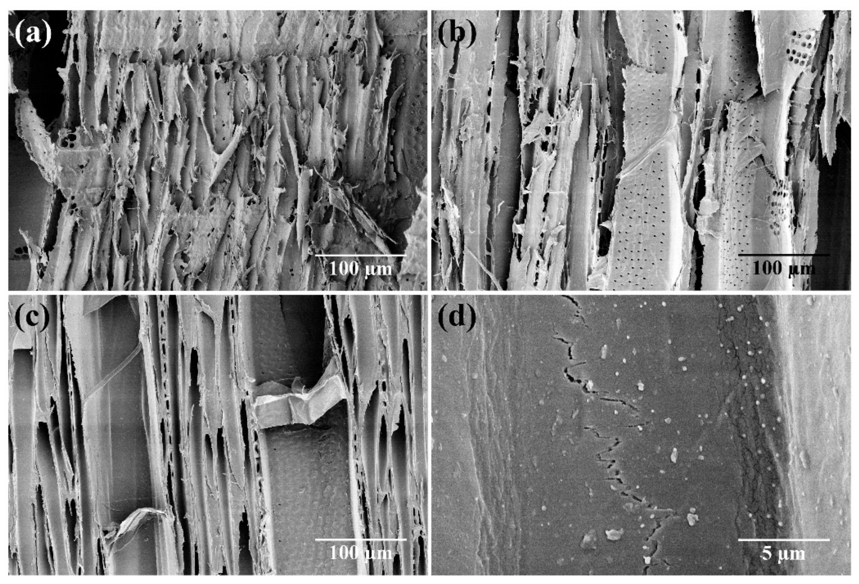 Forests 10 00885 g002