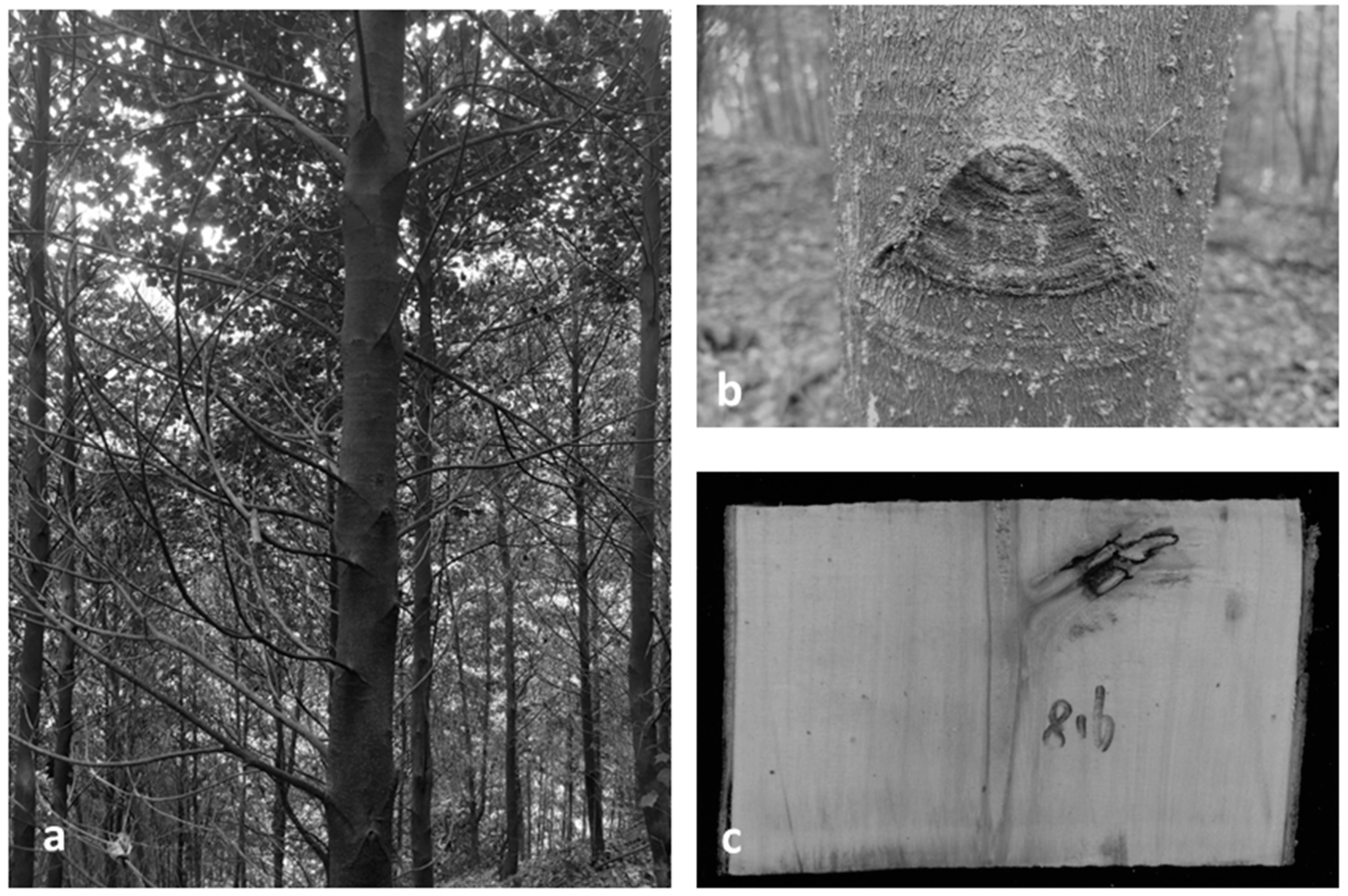 Forests 10 00892 g002