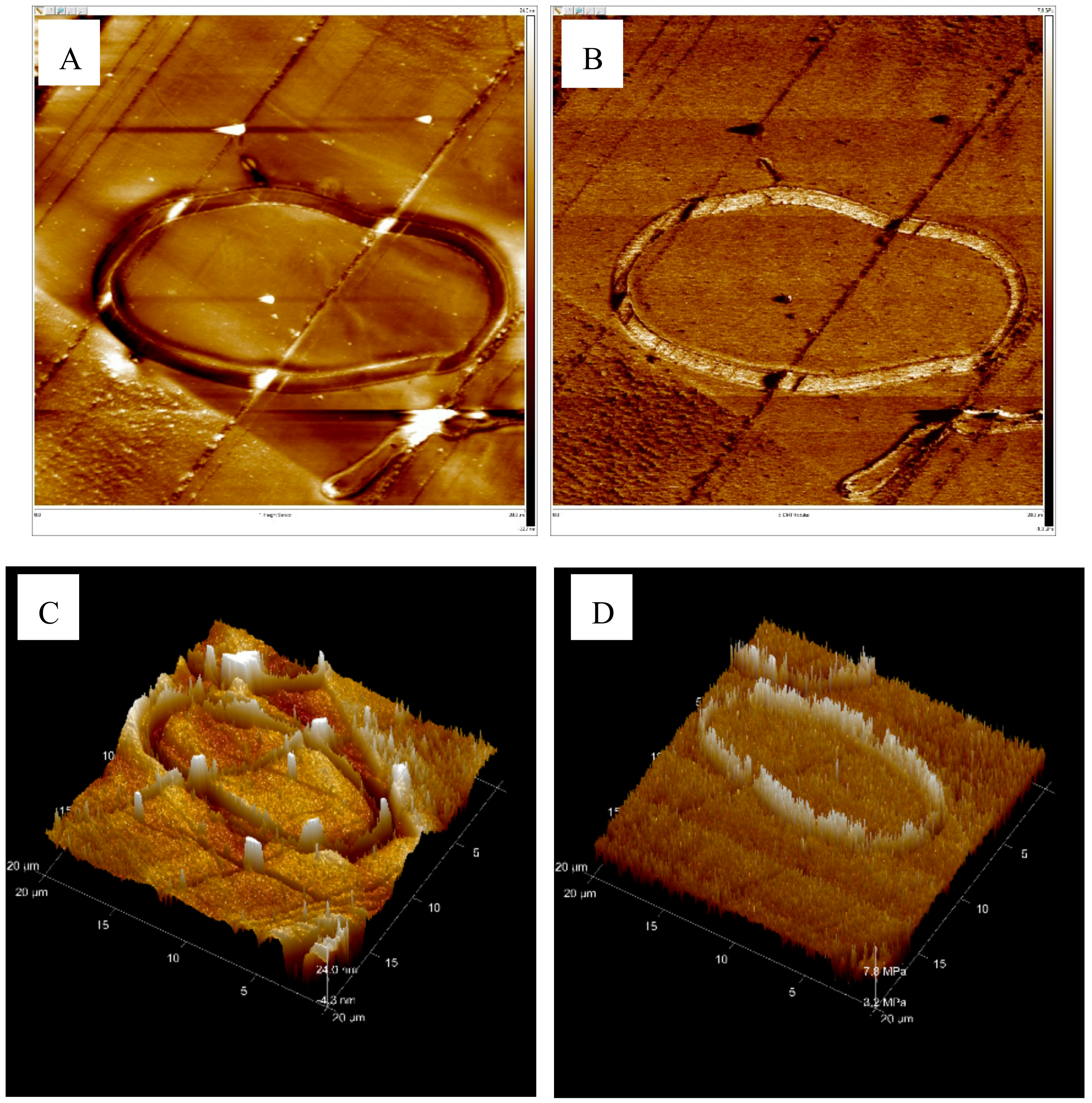 Forests 10 00938 g008