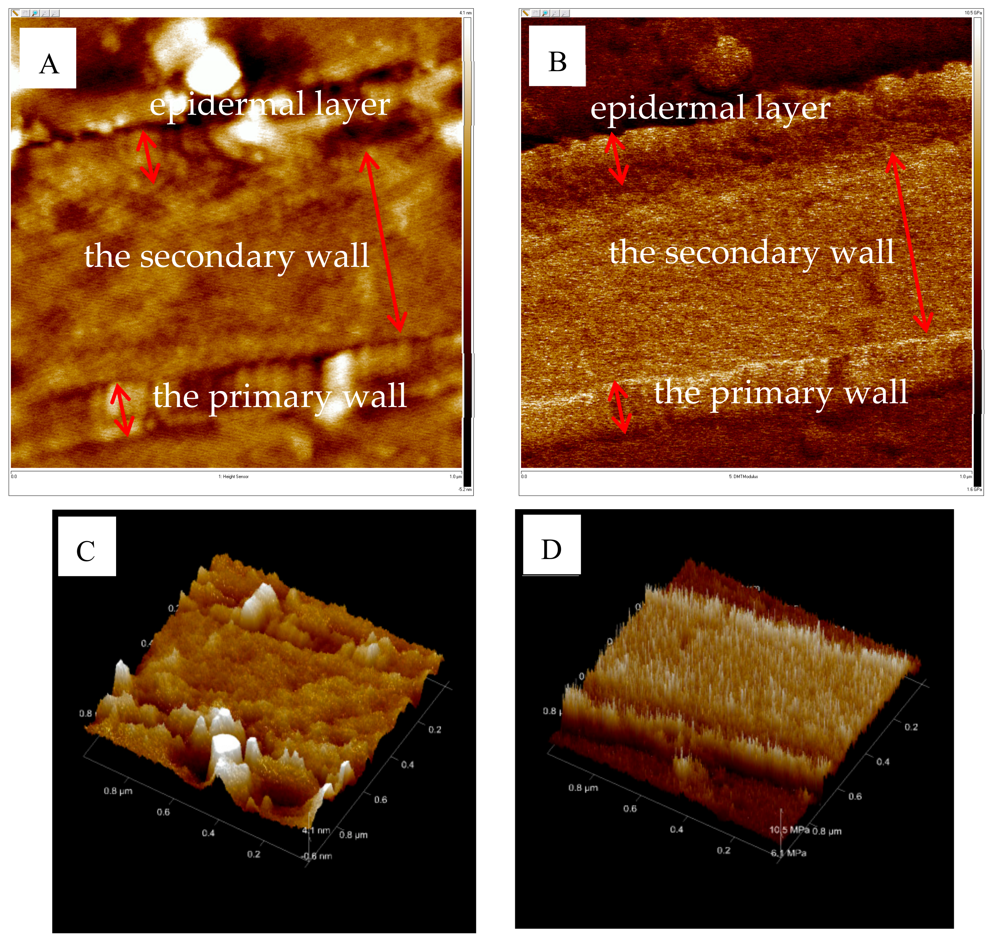 Forests 10 00938 g009