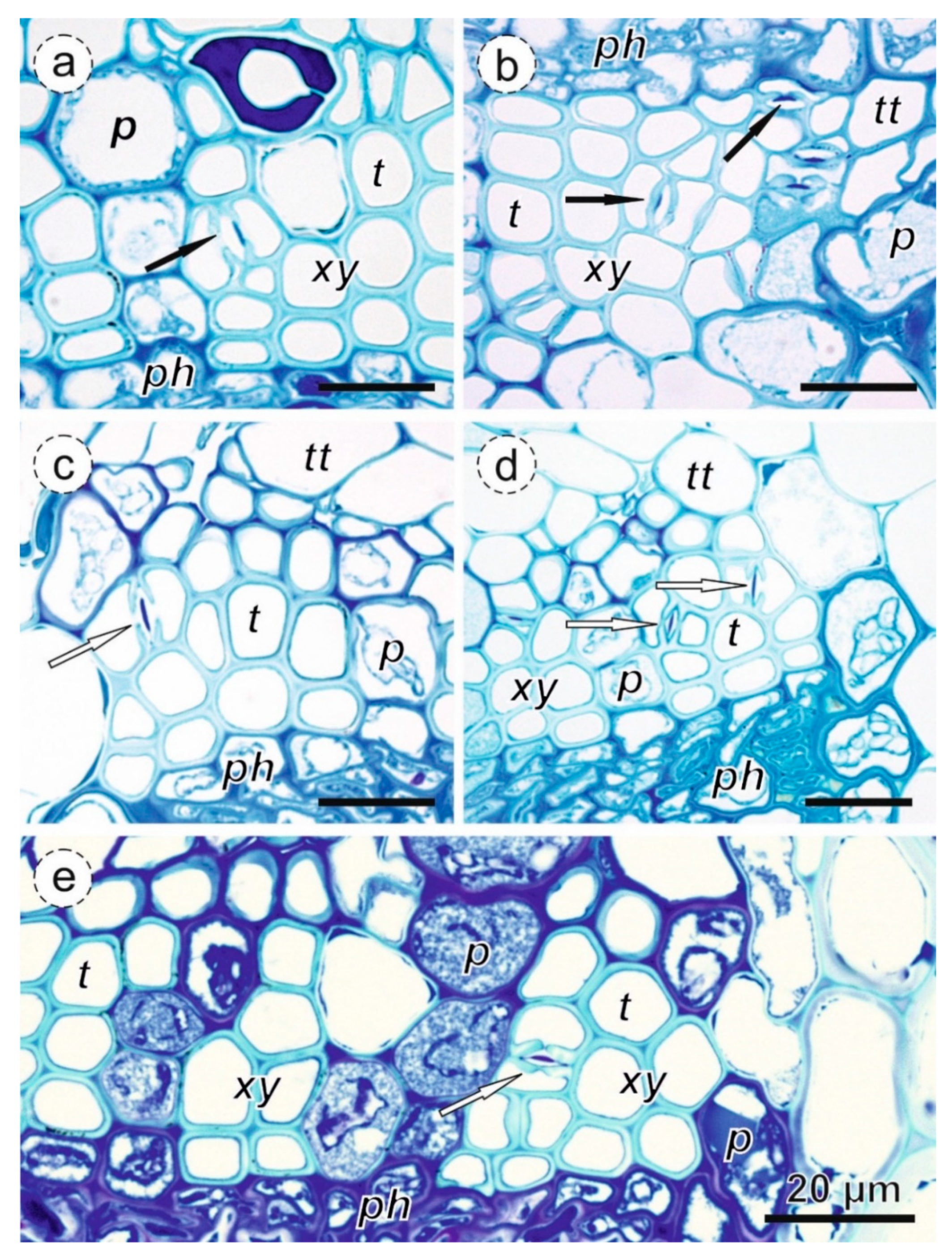 Forests 10 00941 g004