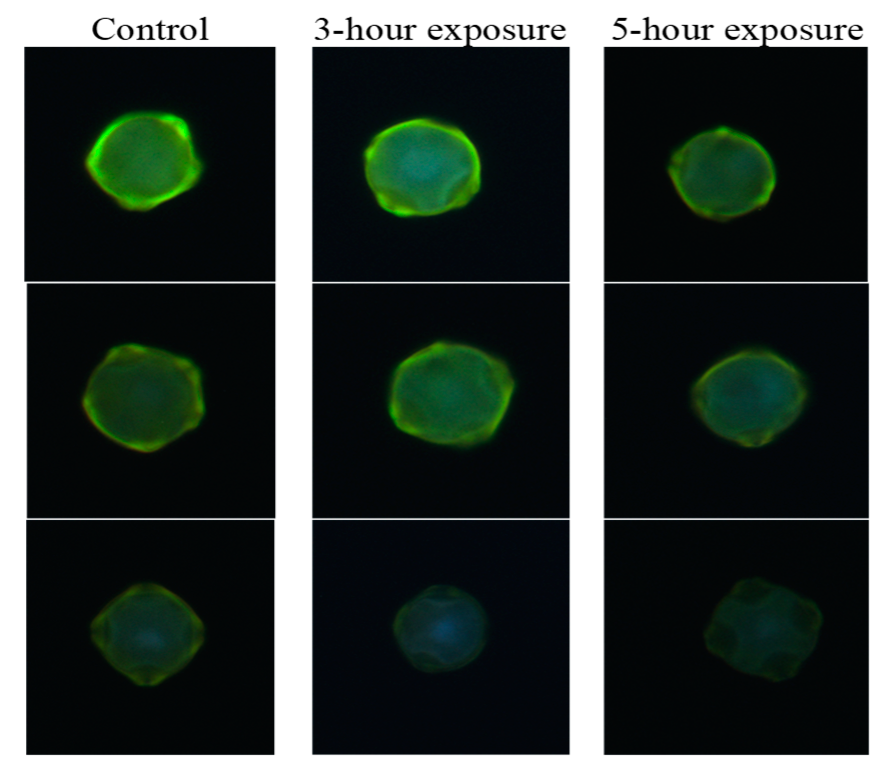 Forests 10 00959 g002 Forests 10 00959 g002