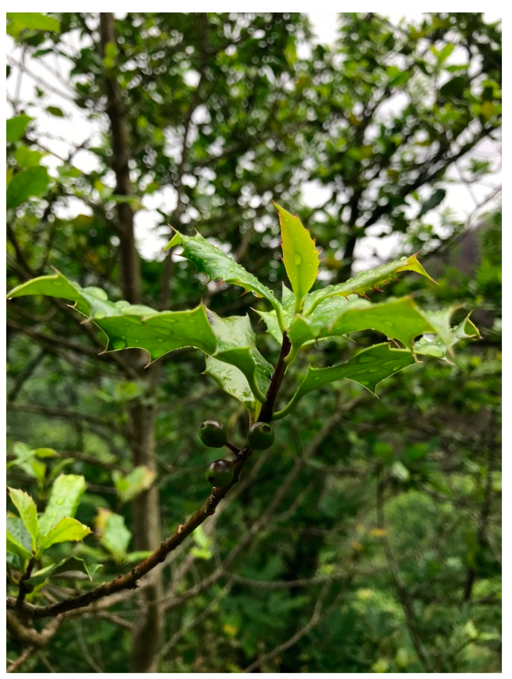 Forests 10 00974 g001