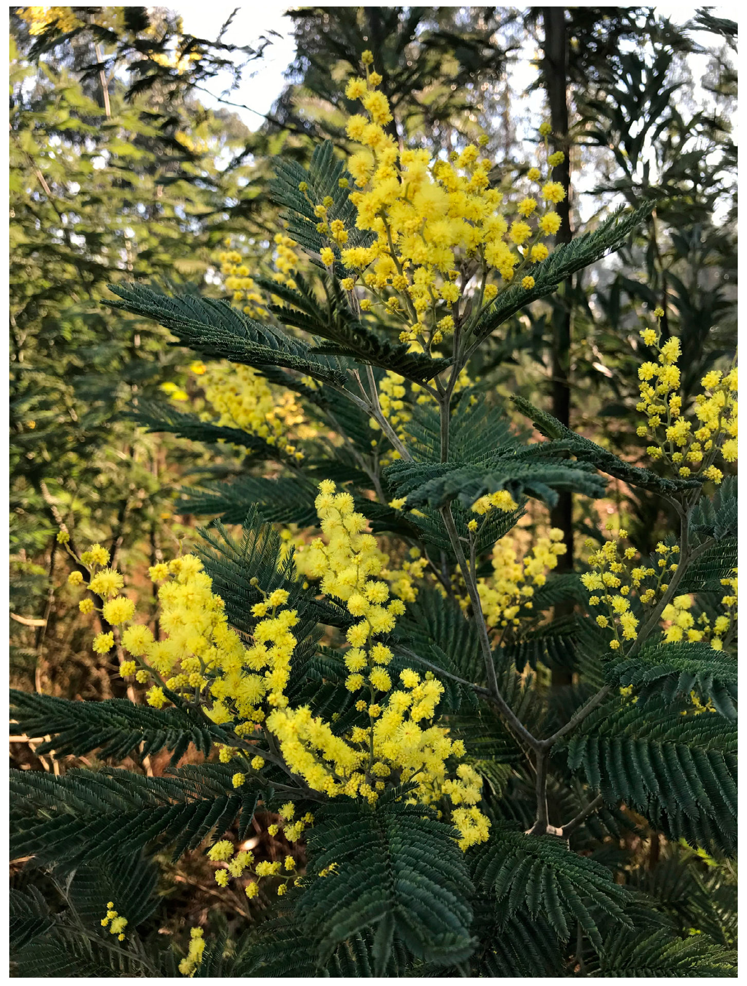 Forests 10 00974 g008