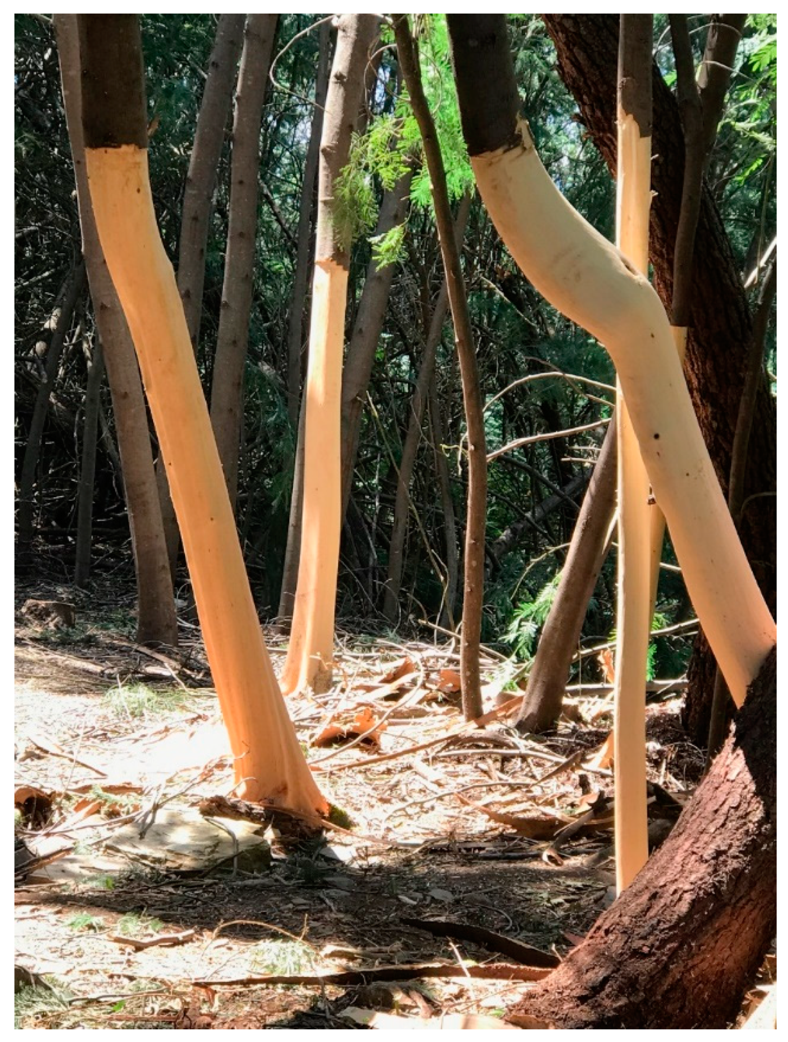 Forests 10 00974 g010