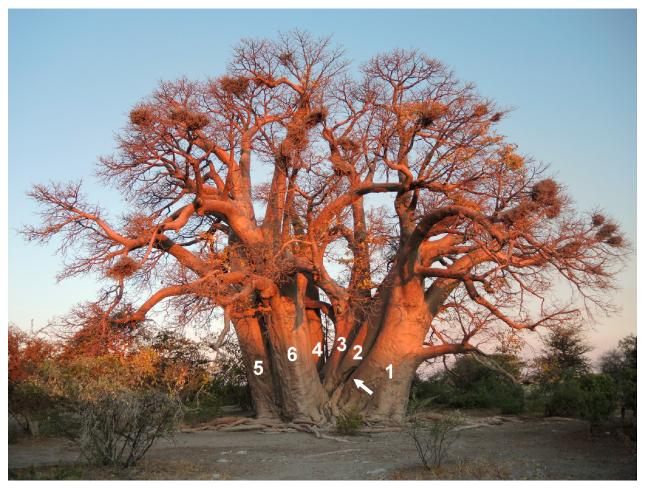 Forests 10 00983 g001 Forests 10 00983 g001