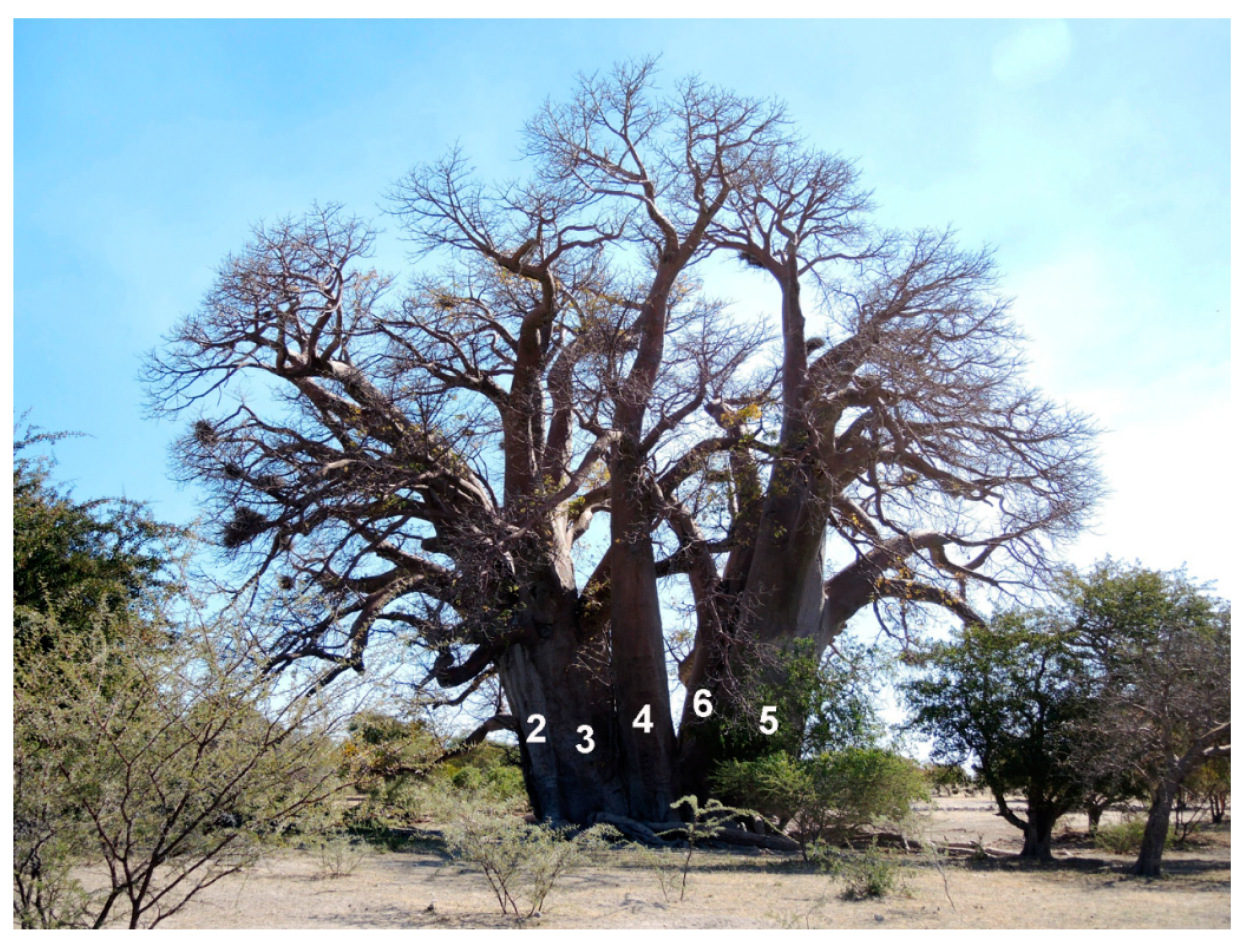 Forests 10 00983 g002 Forests 10 00983 g002