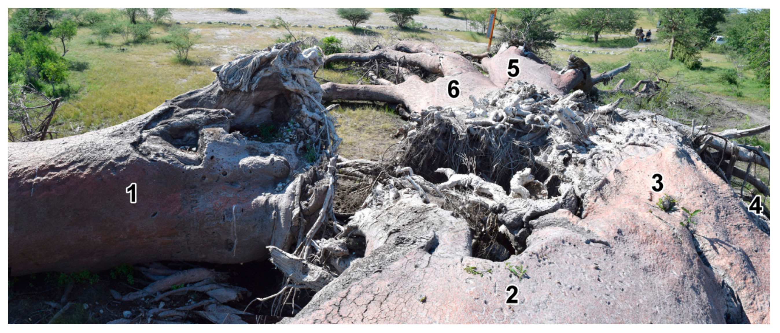 Forests 10 00983 g003 Forests 10 00983 g003