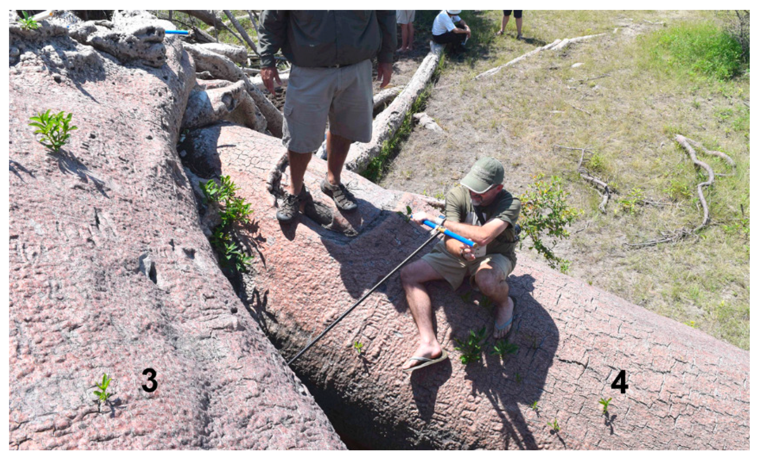 Forests 10 00983 g005 Forests 10 00983 g005