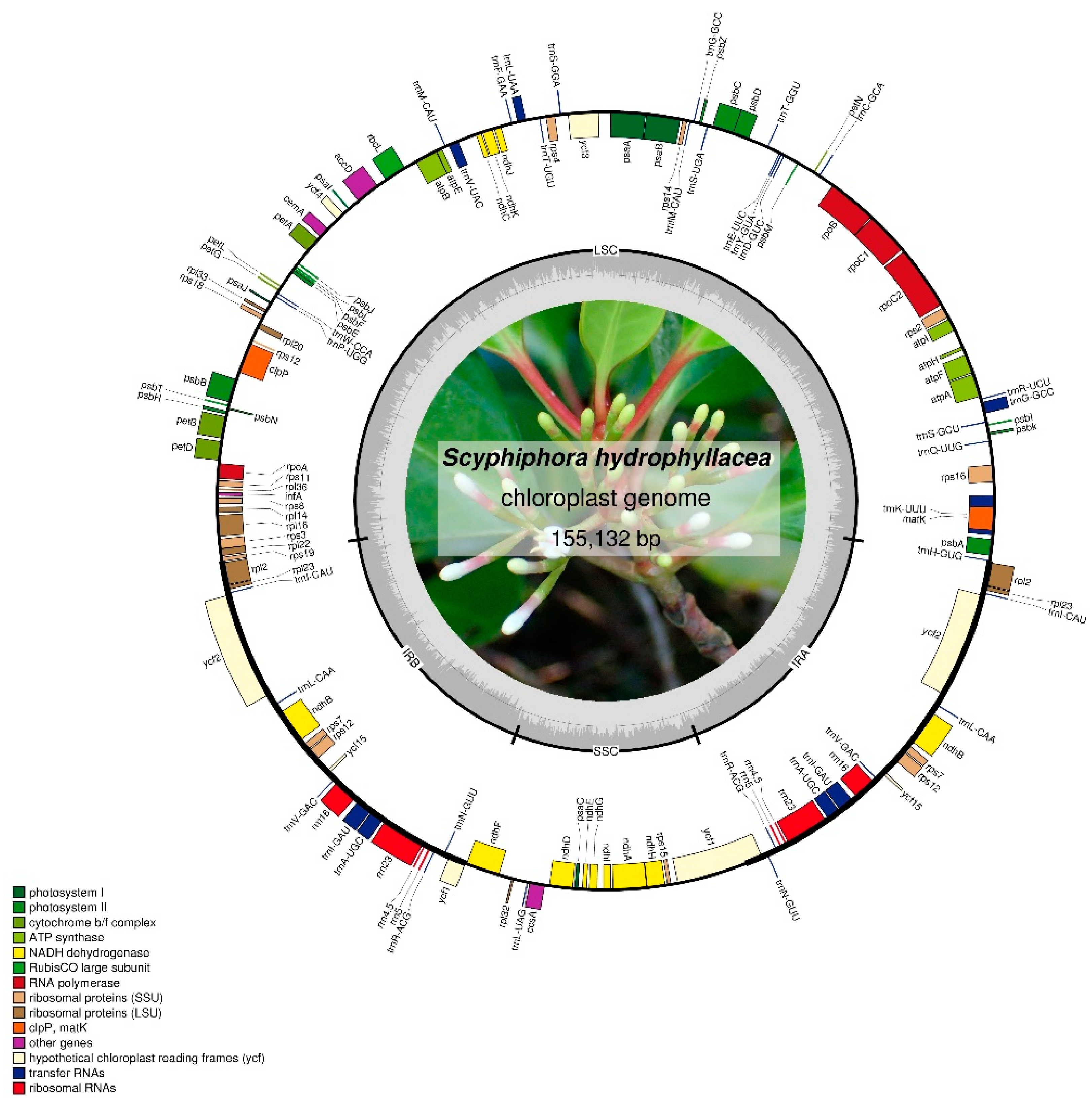 Forests 10 01000 g001