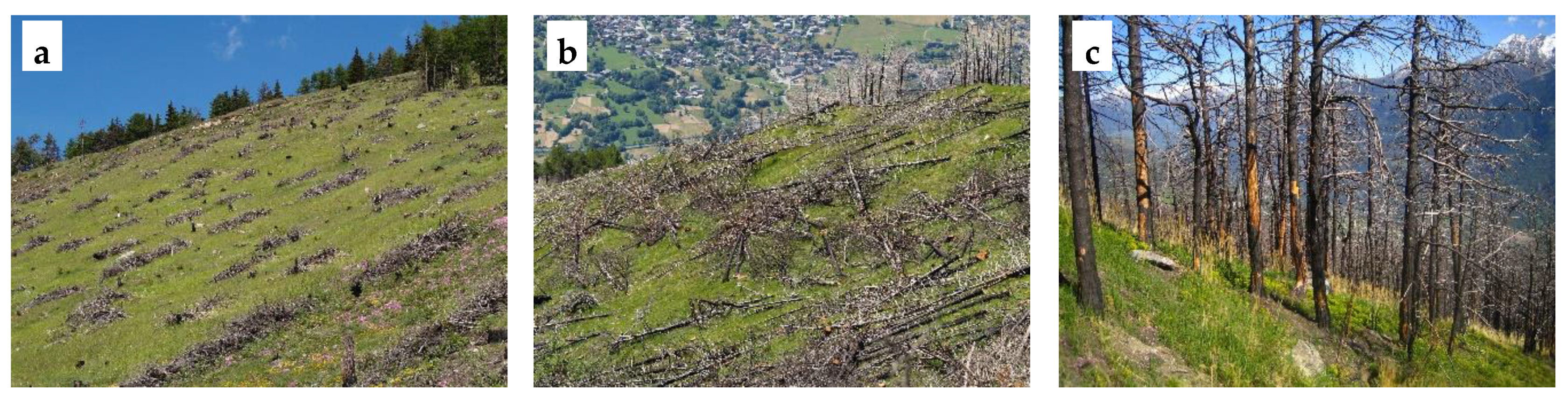 Forests 10 01014 g001