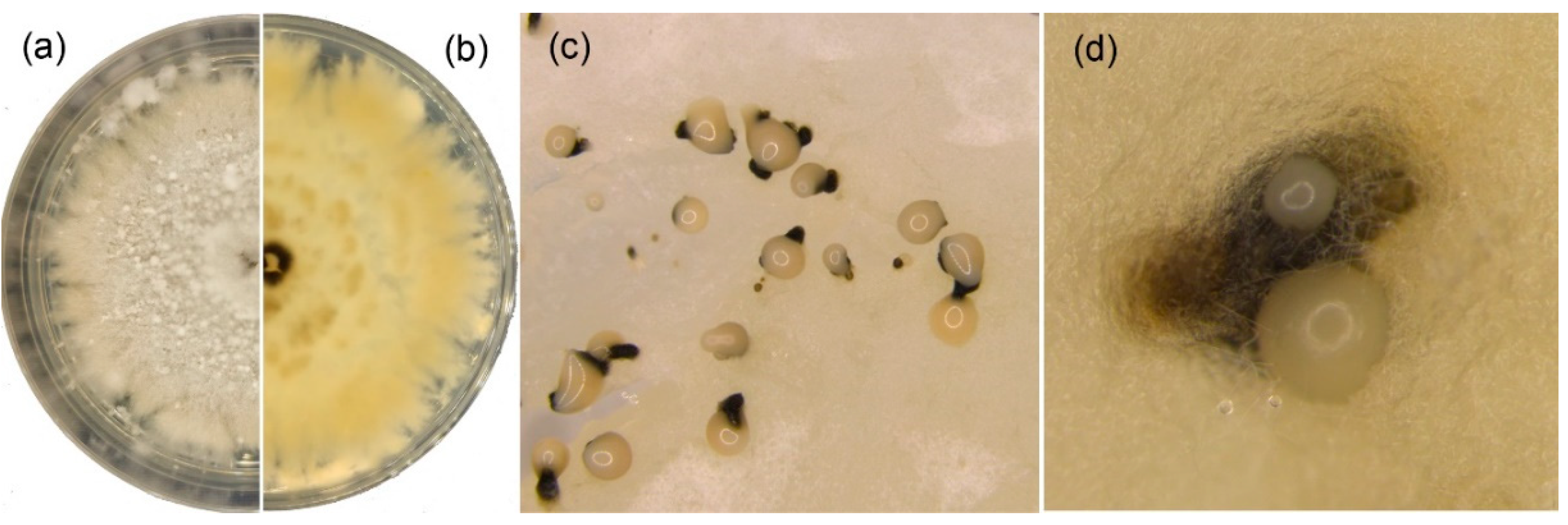 Forests 10 01016 g004
