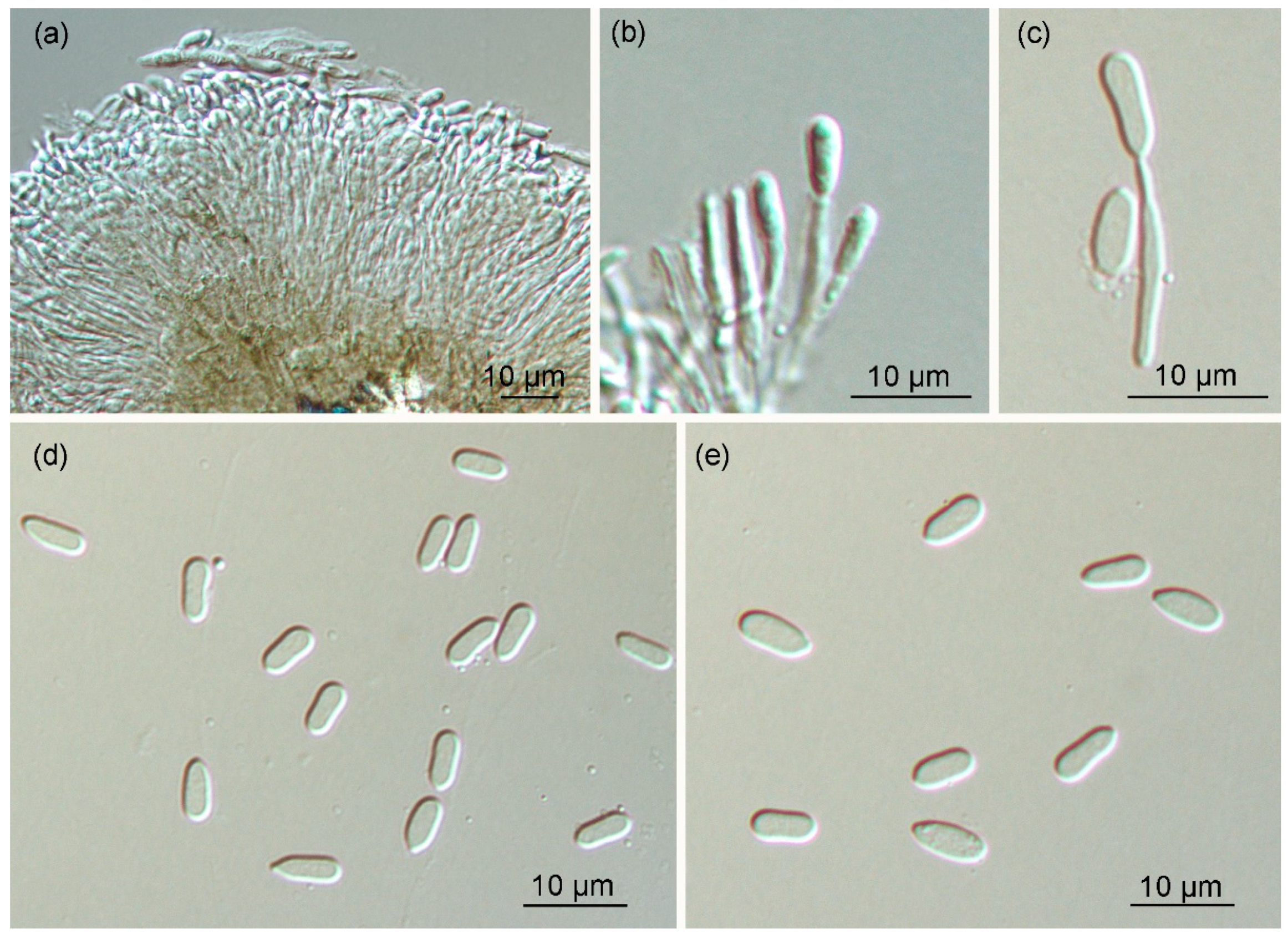 Forests 10 01016 g005