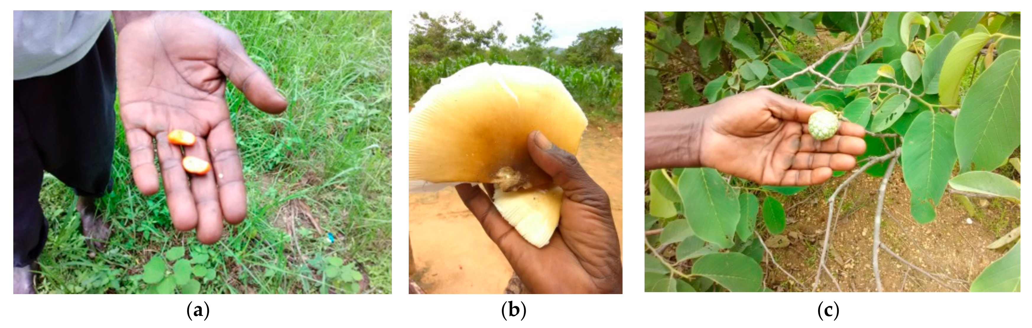 Forests 10 01056 g005