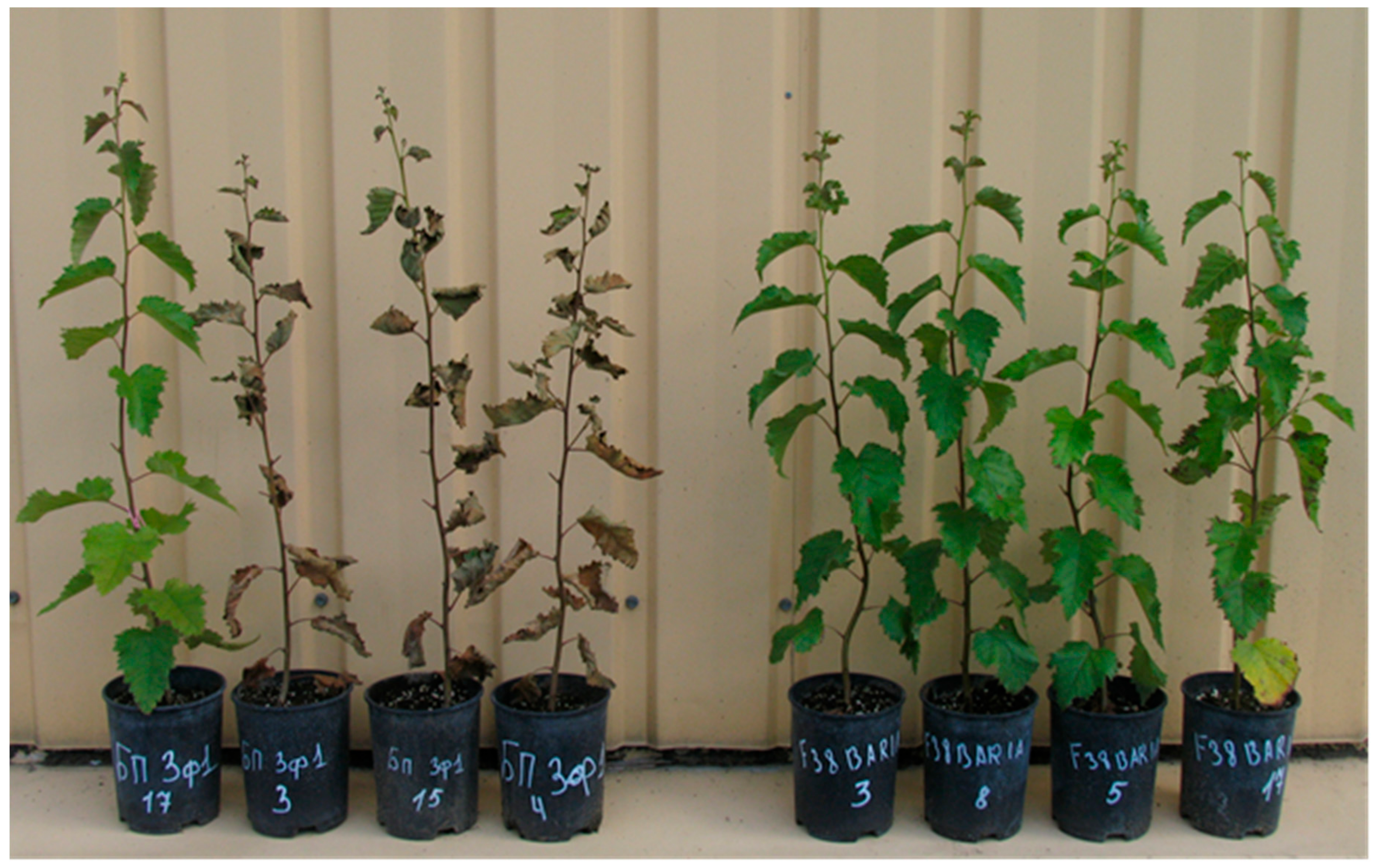 Forests 10 01067 g001 Forests 10 01067 g001