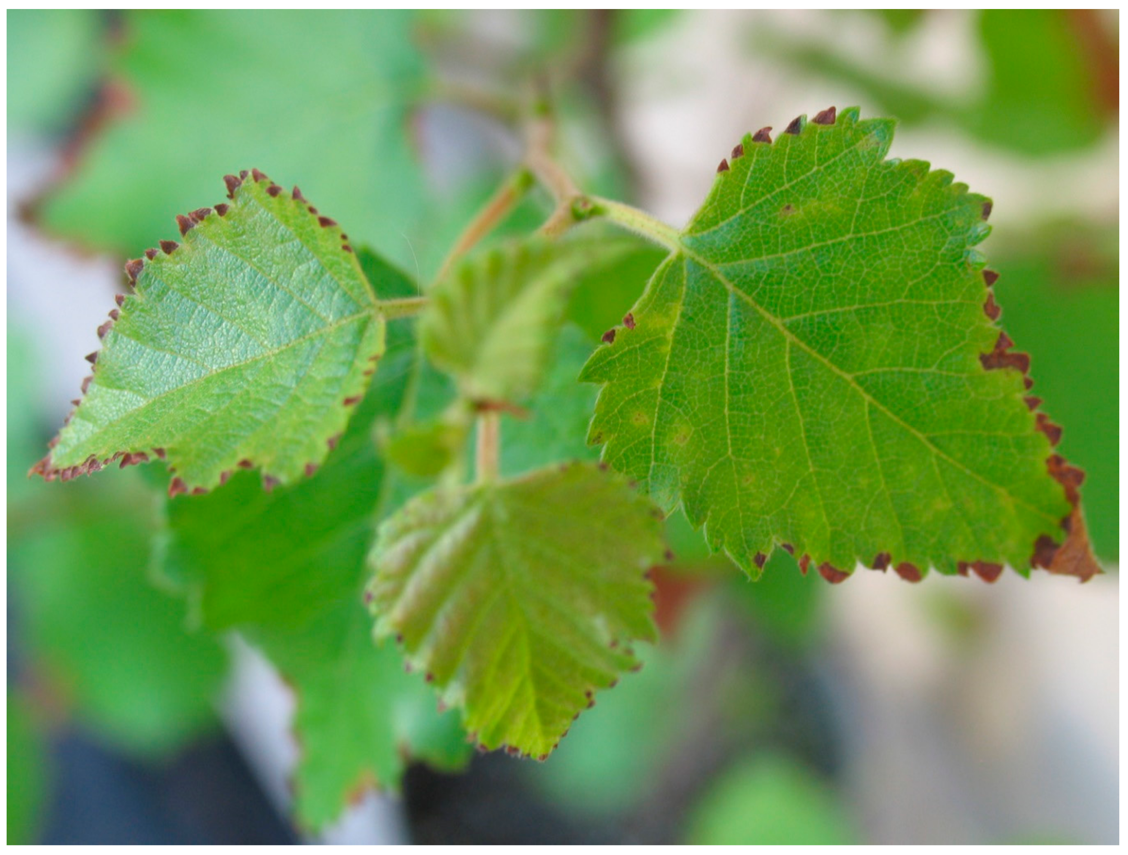 Forests 10 01067 g002 Forests 10 01067 g002