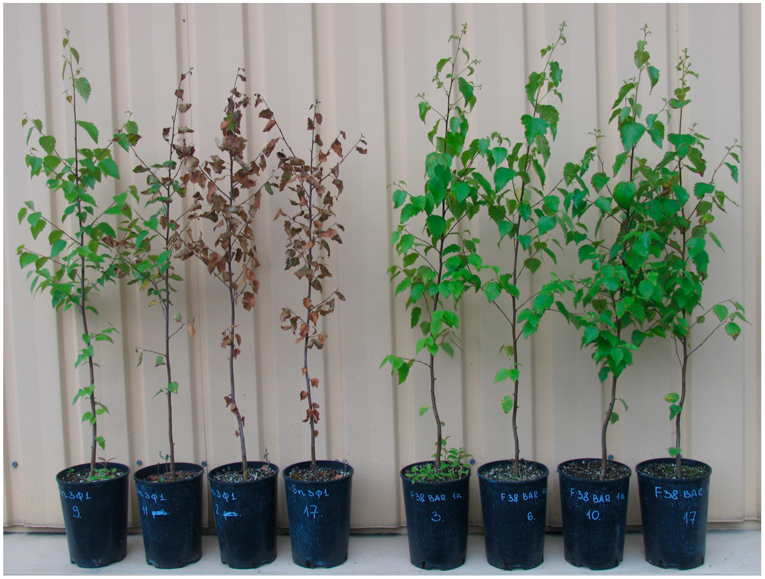 Forests 10 01067 g003 Forests 10 01067 g003