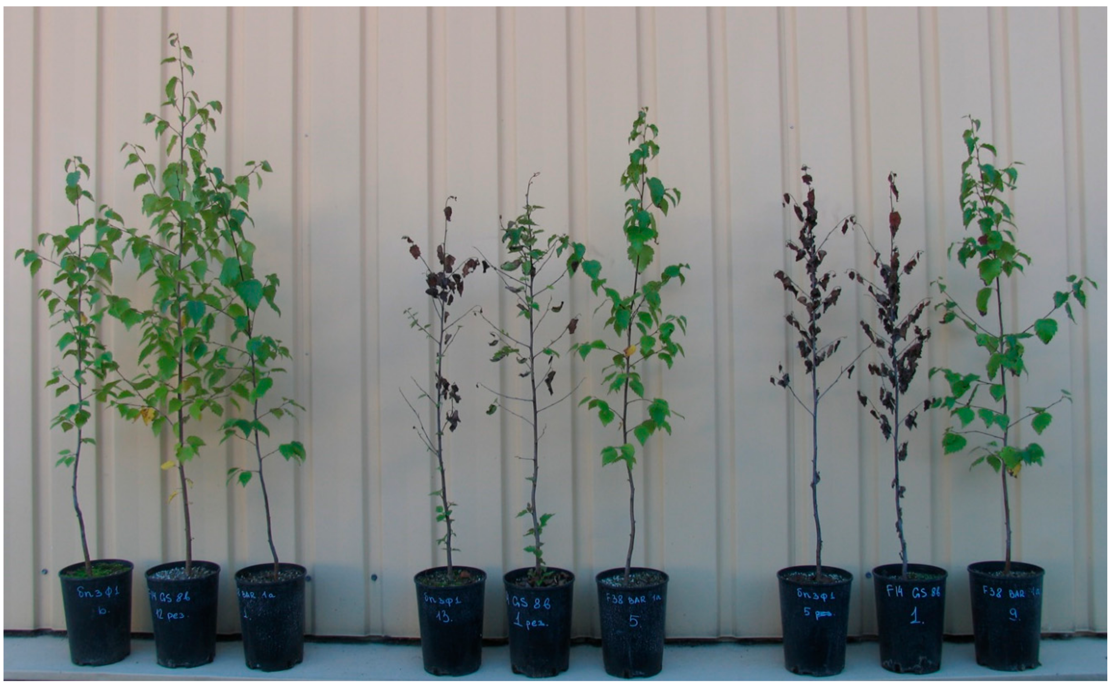 Forests 10 01067 g004 Forests 10 01067 g004