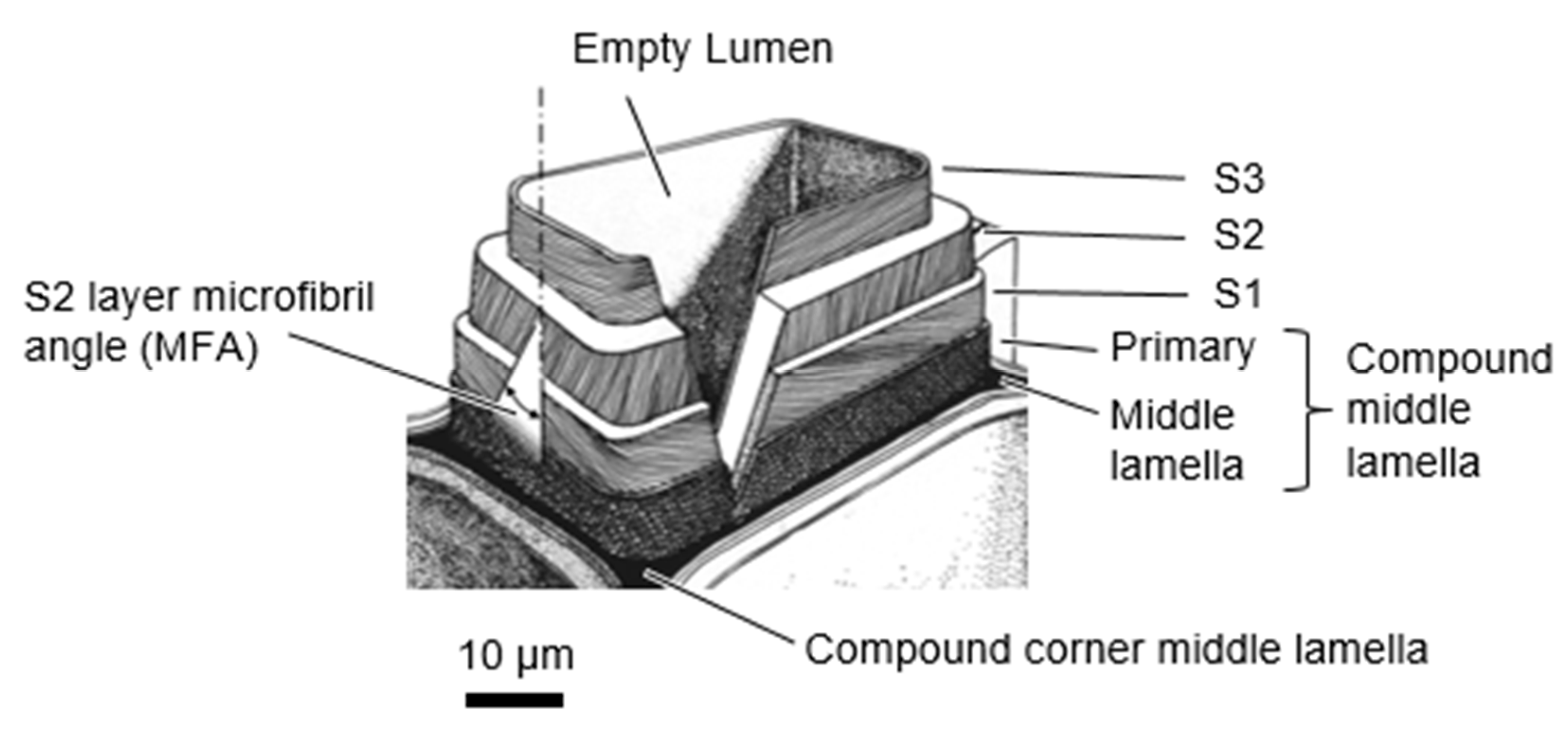 Forests 10 01084 g005