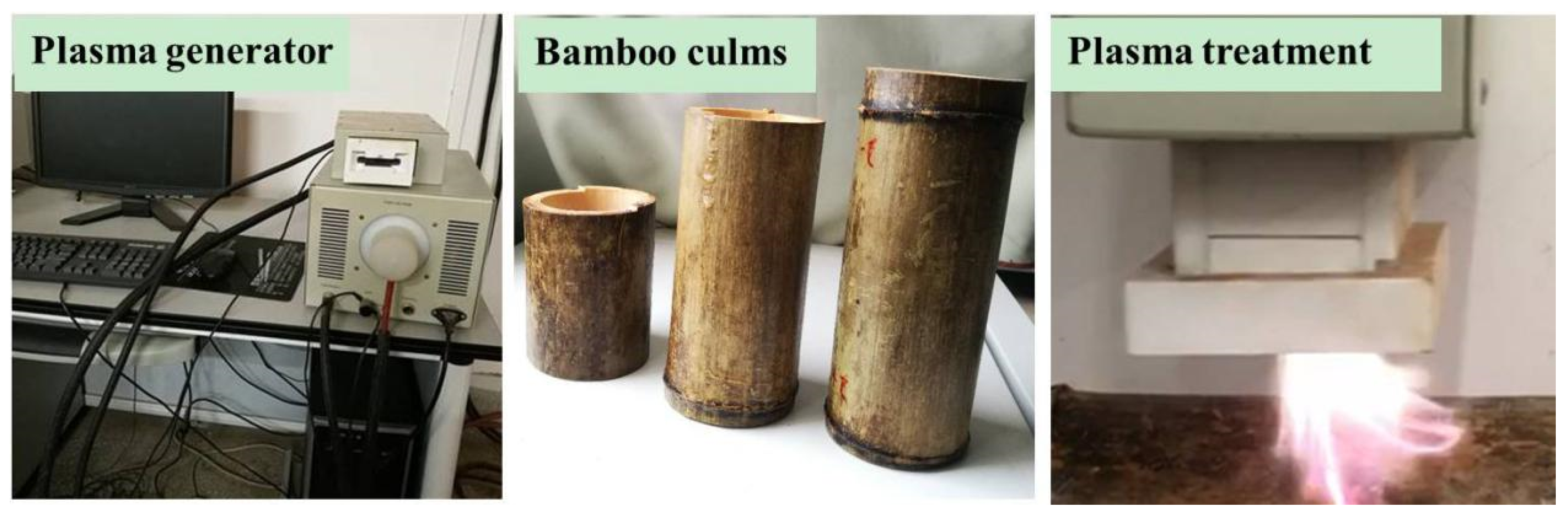 Forests 10 01086 g001 Forests 10 01086 g001