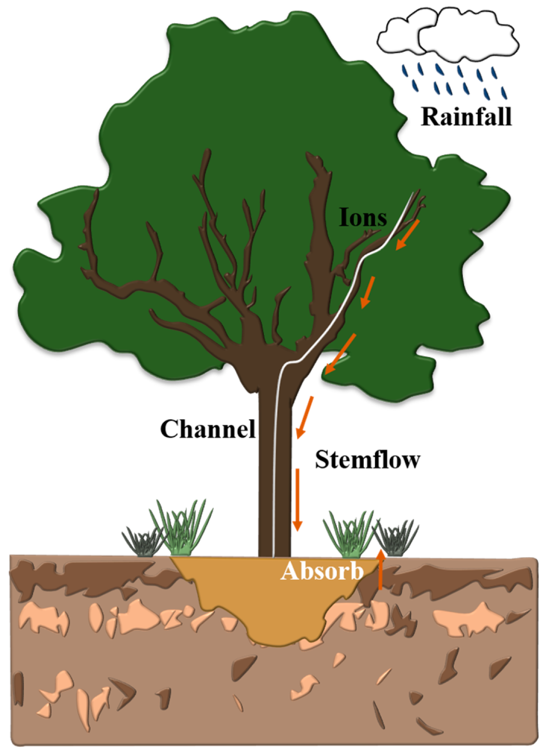 Forests 10 01101 g001