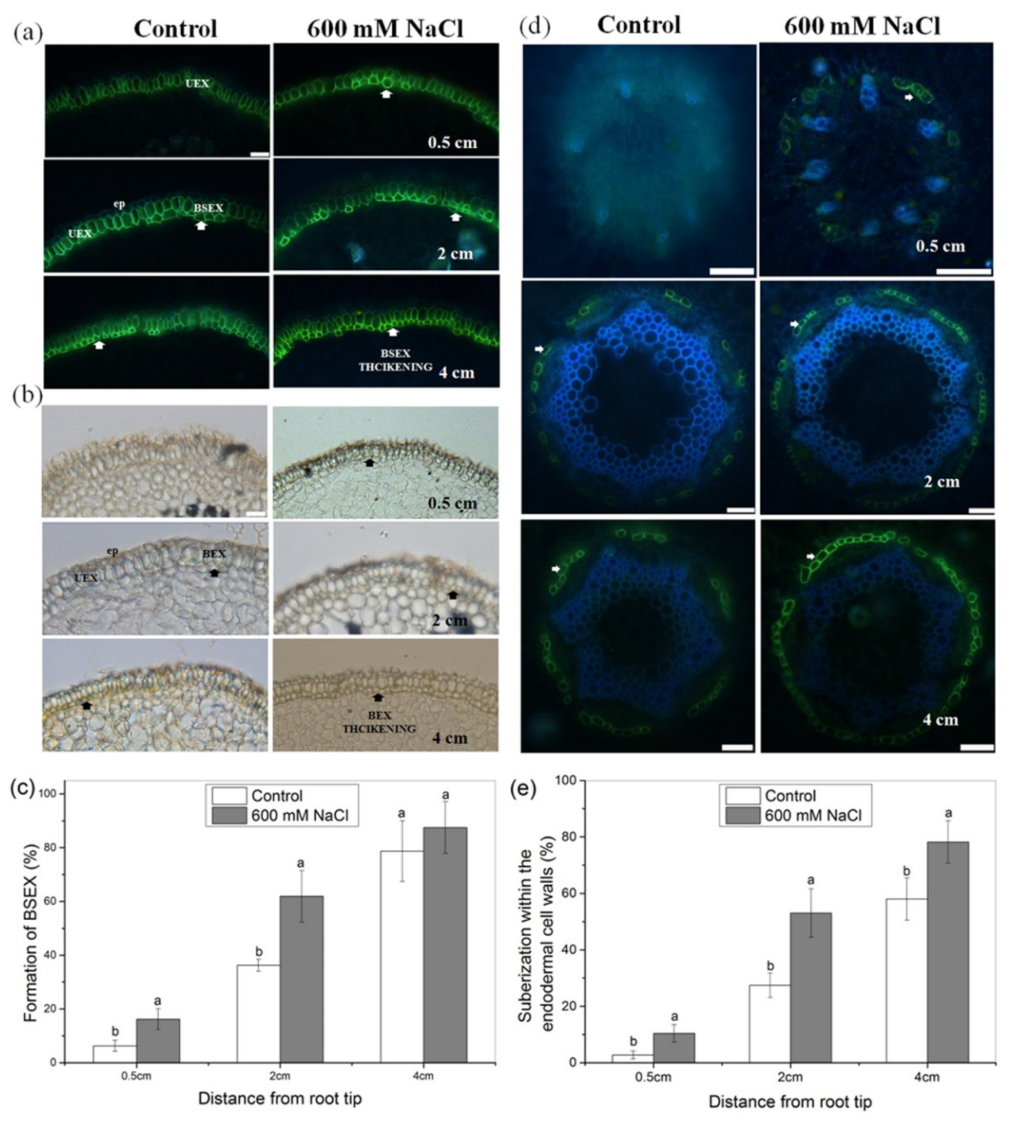 Forests 10 01131 g003