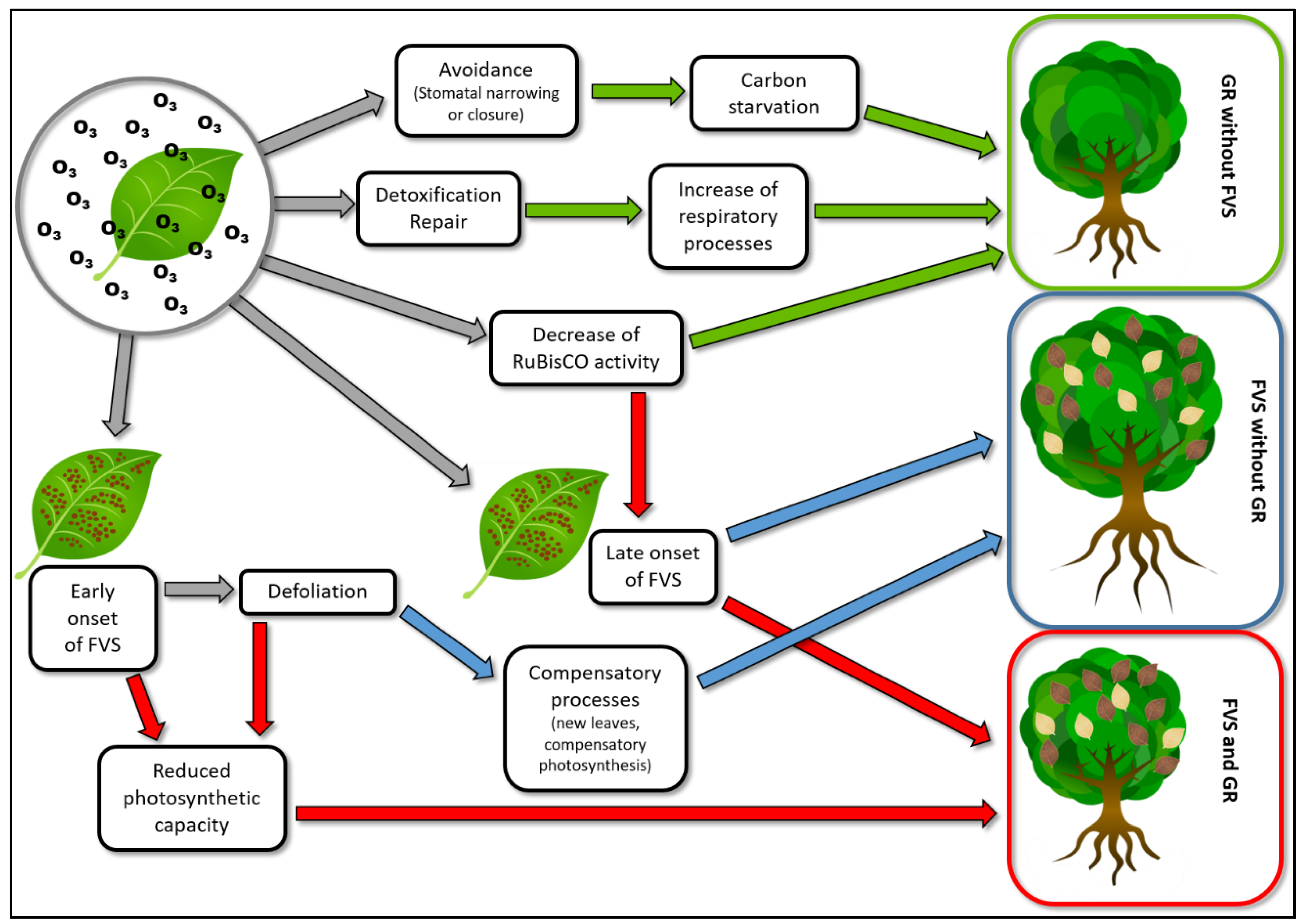 Forests 10 01144 g001