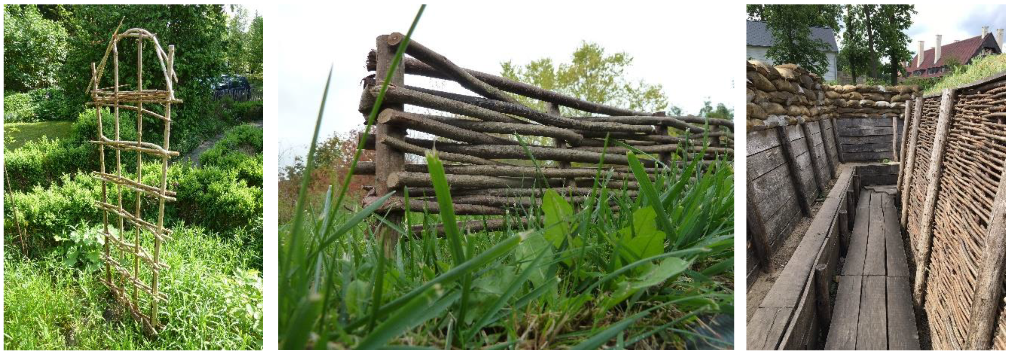 Forests 10 01152 g001