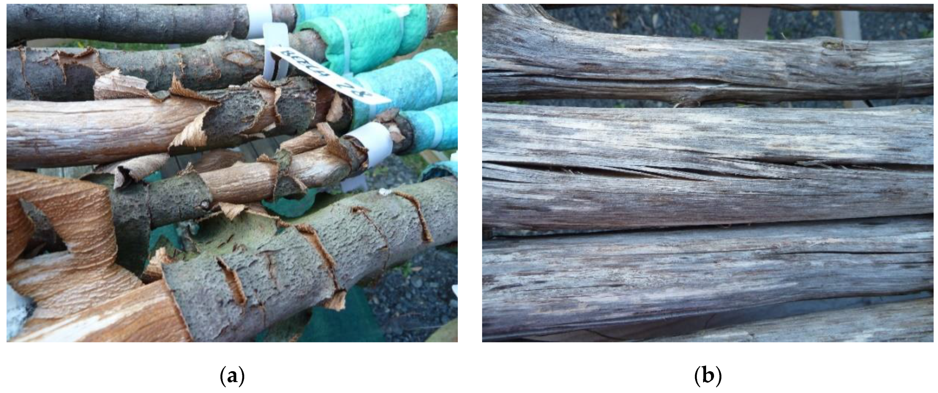 Forests 10 01152 g005