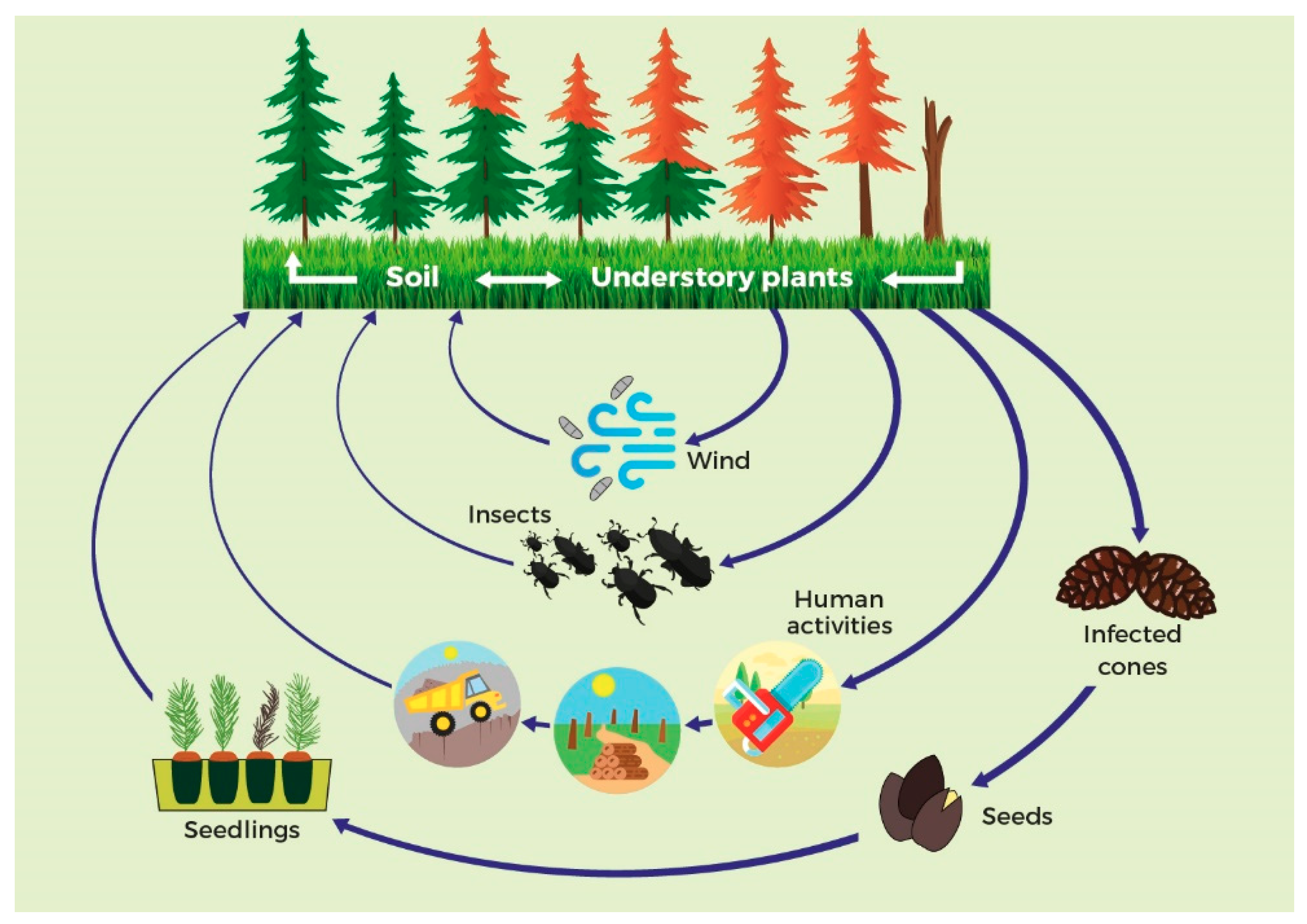 Forests 10 01158 g001