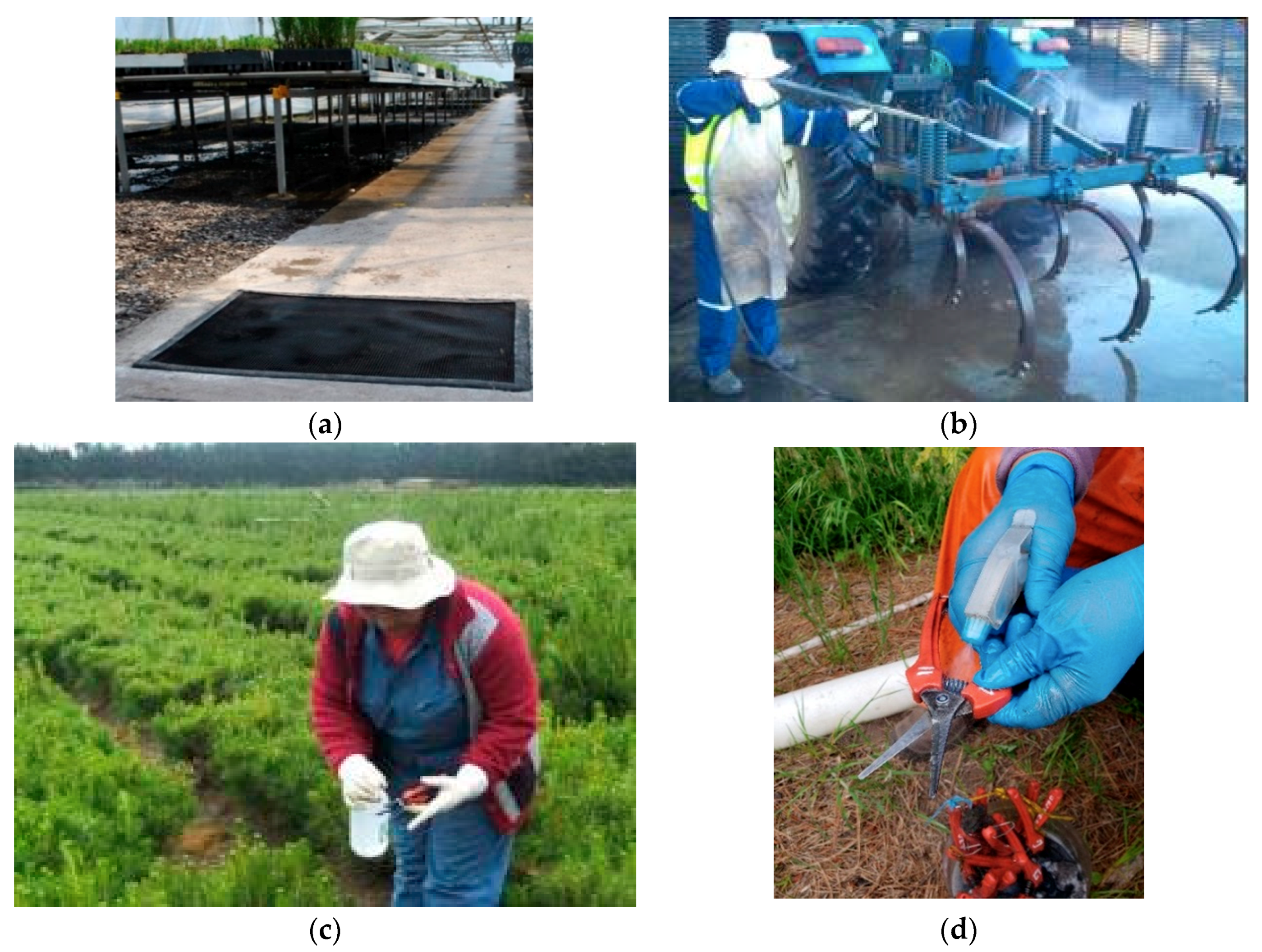 Forests 10 01158 g002