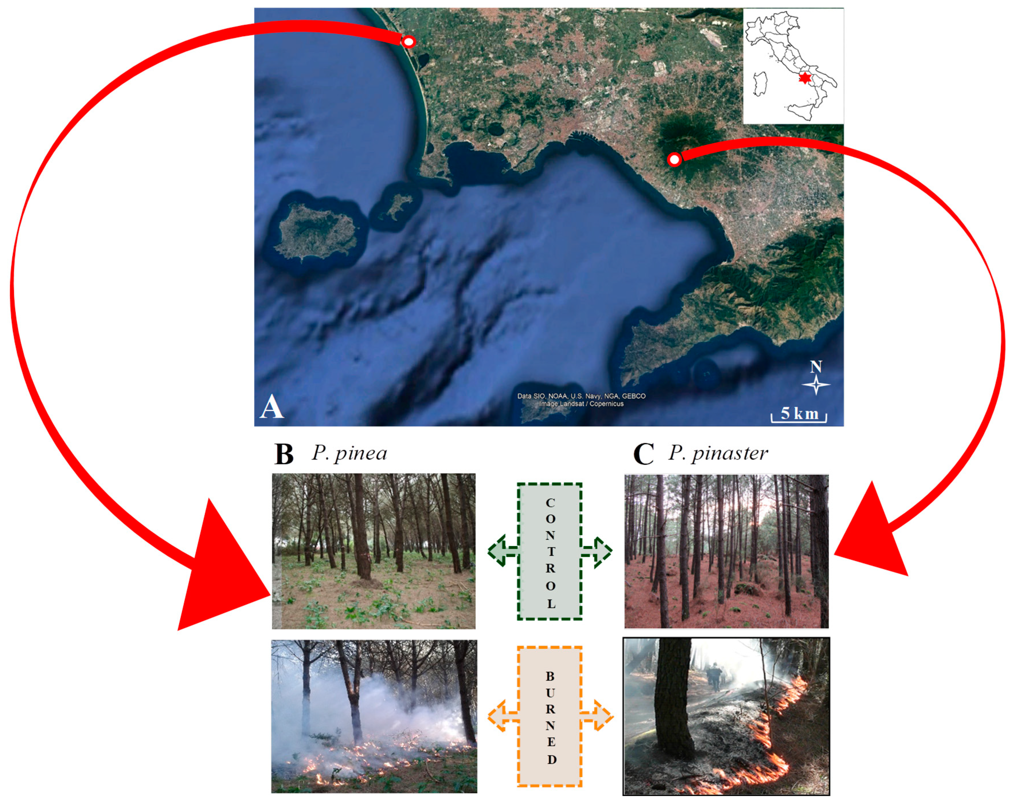 Forests 11 00019 g001