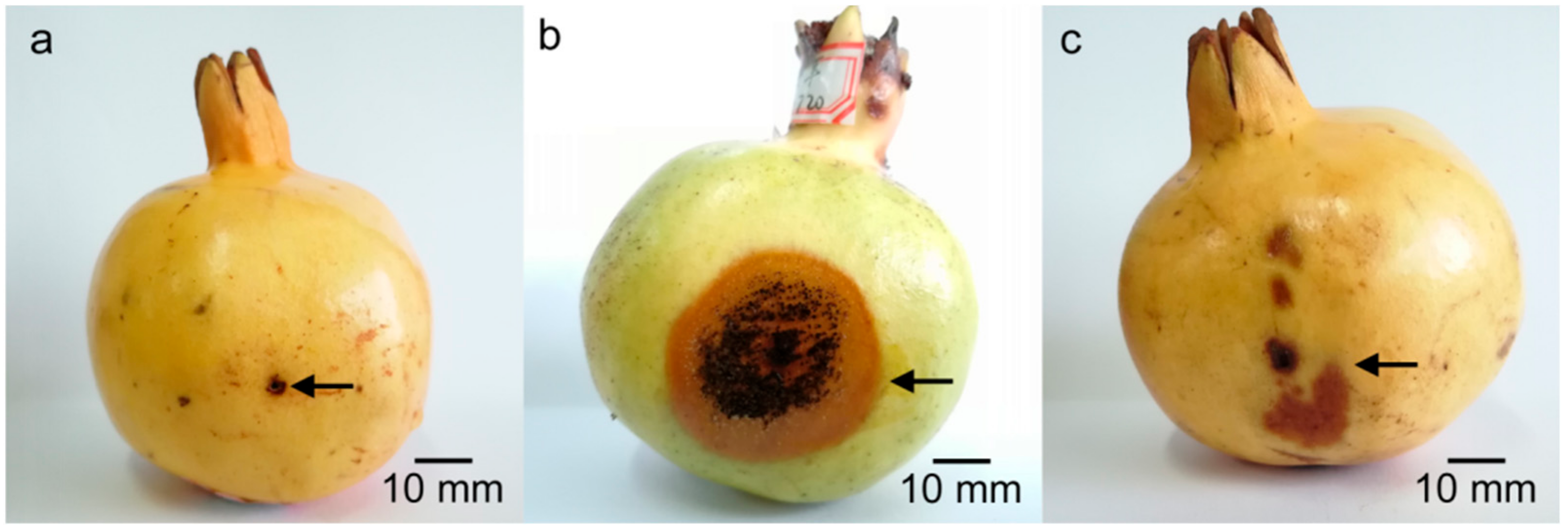 Forests 11 00034 g002