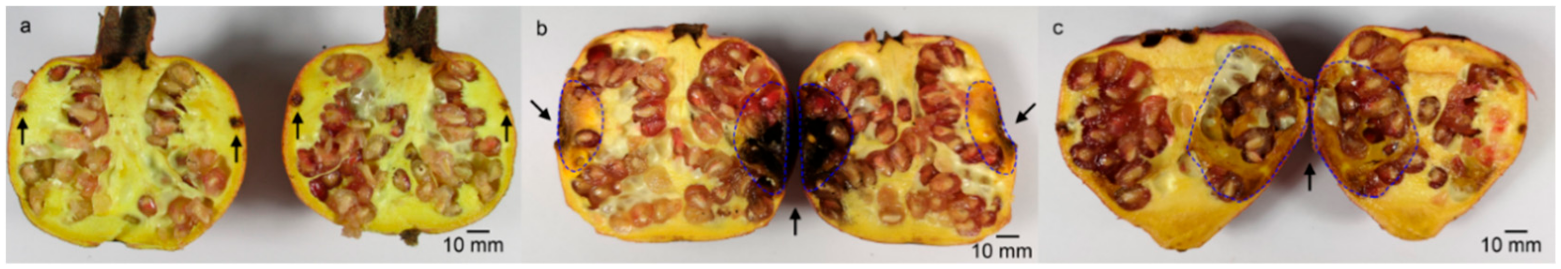 Forests 11 00034 g003