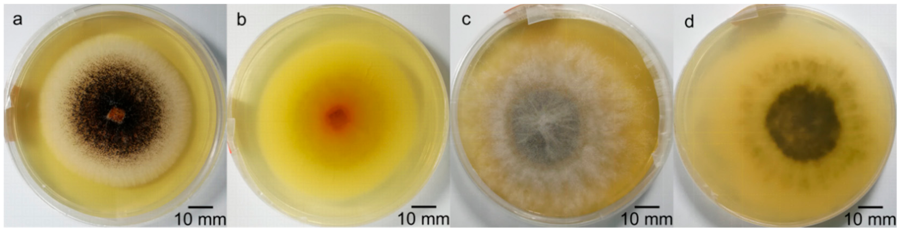 Forests 11 00034 g004