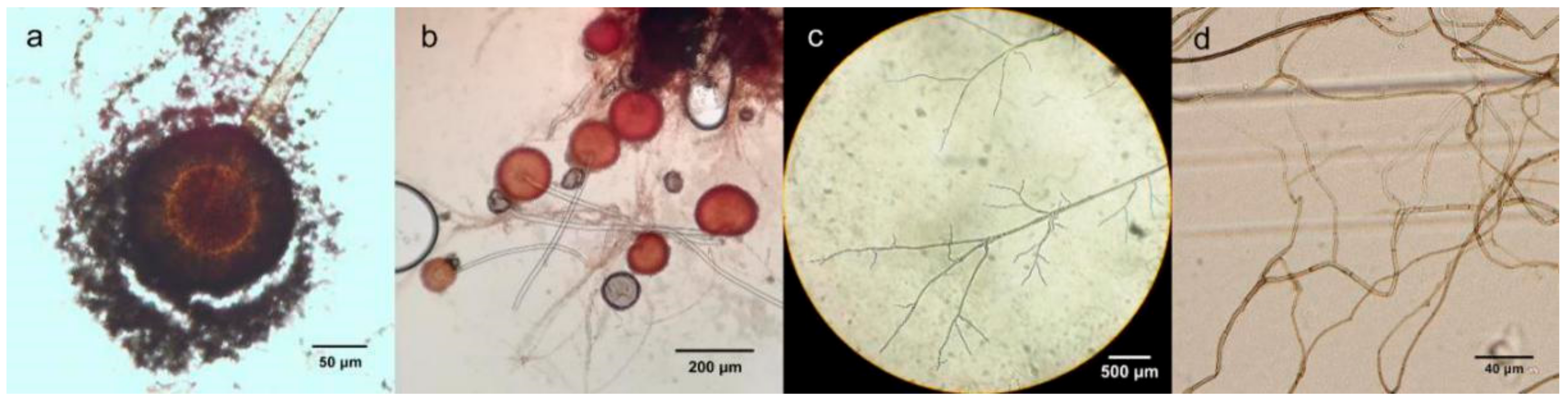 Forests 11 00034 g005