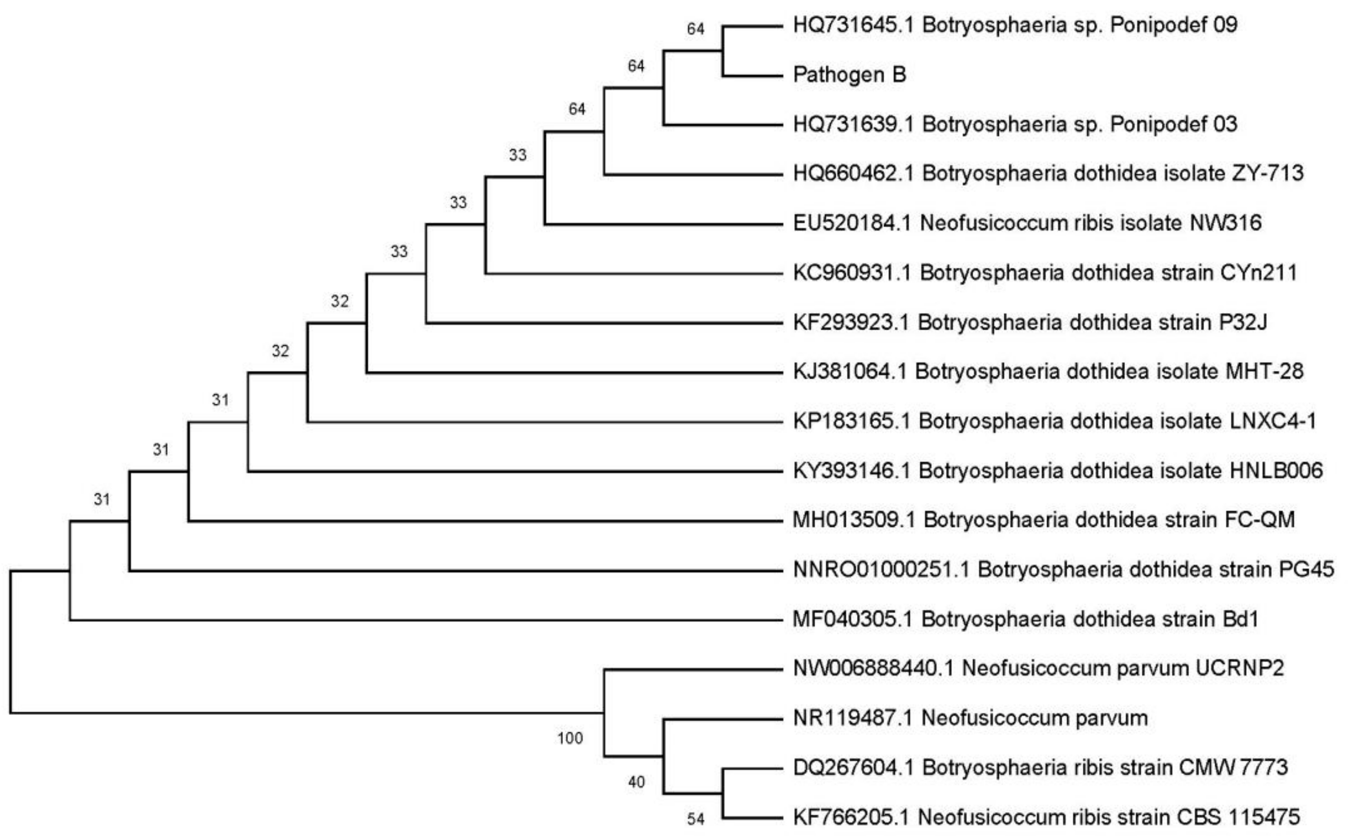 Forests 11 00034 g006