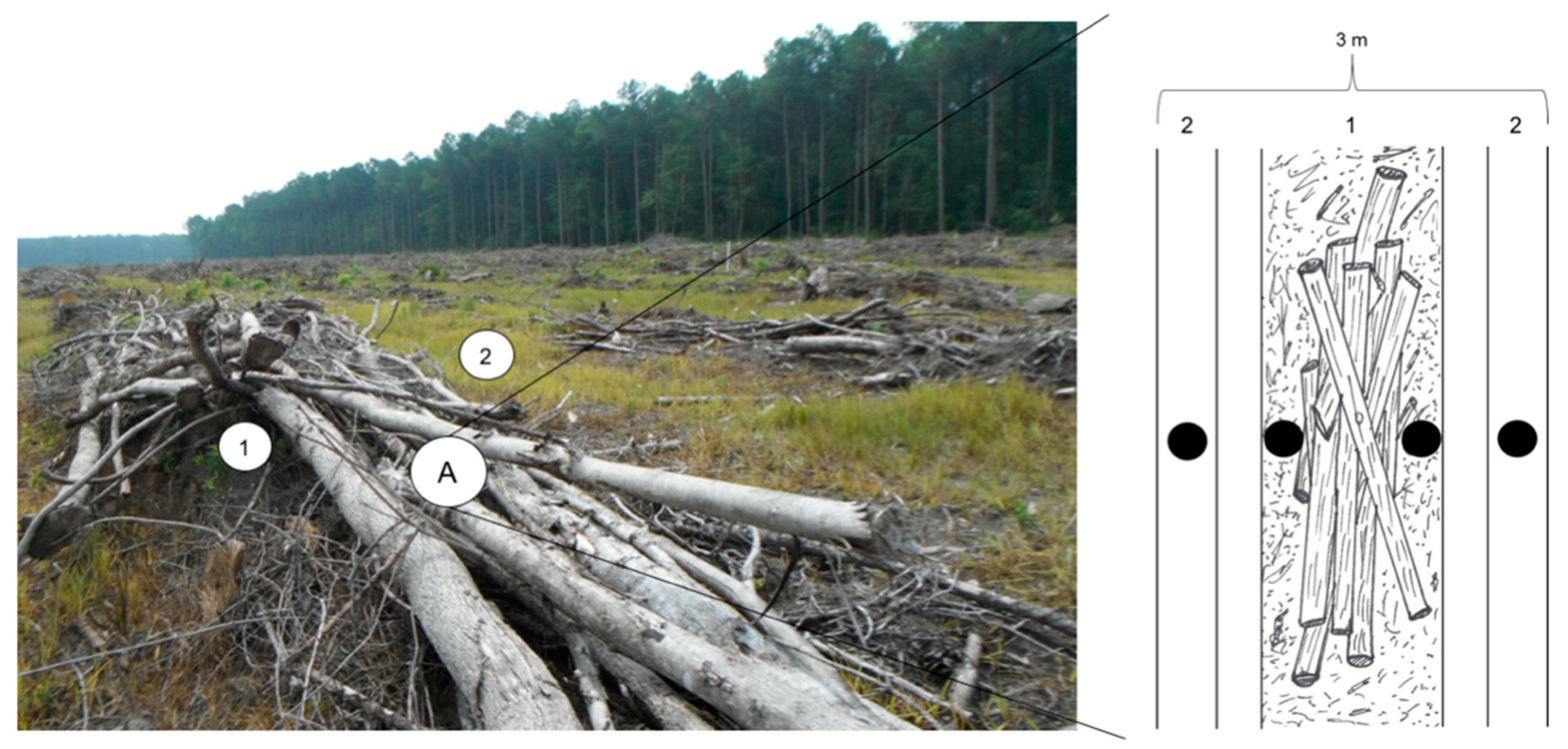 Forests 11 00048 g001