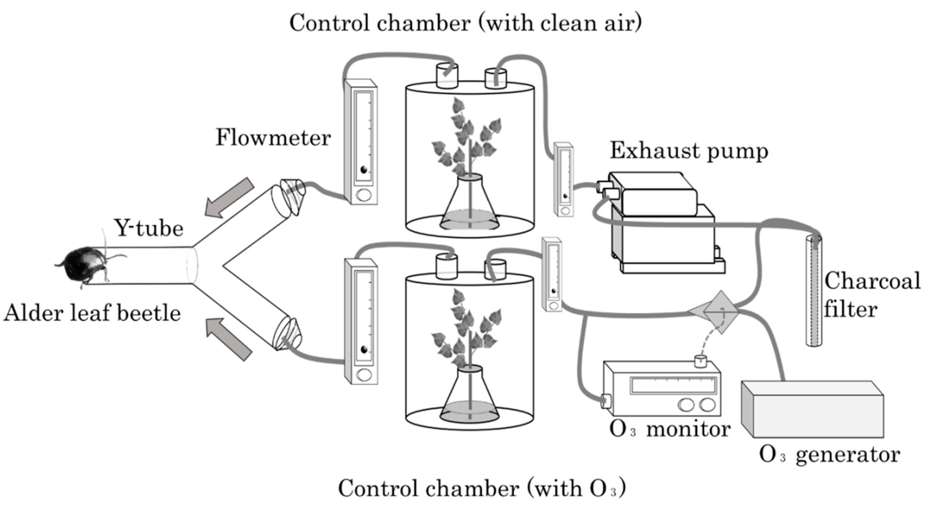 Forests 11 00058 g001 Forests 11 00058 g001