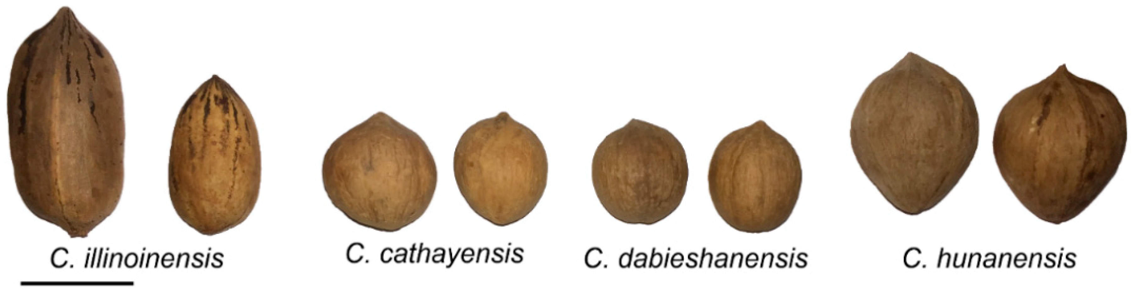 Forests 11 00061 g001 Forests 11 00061 g001