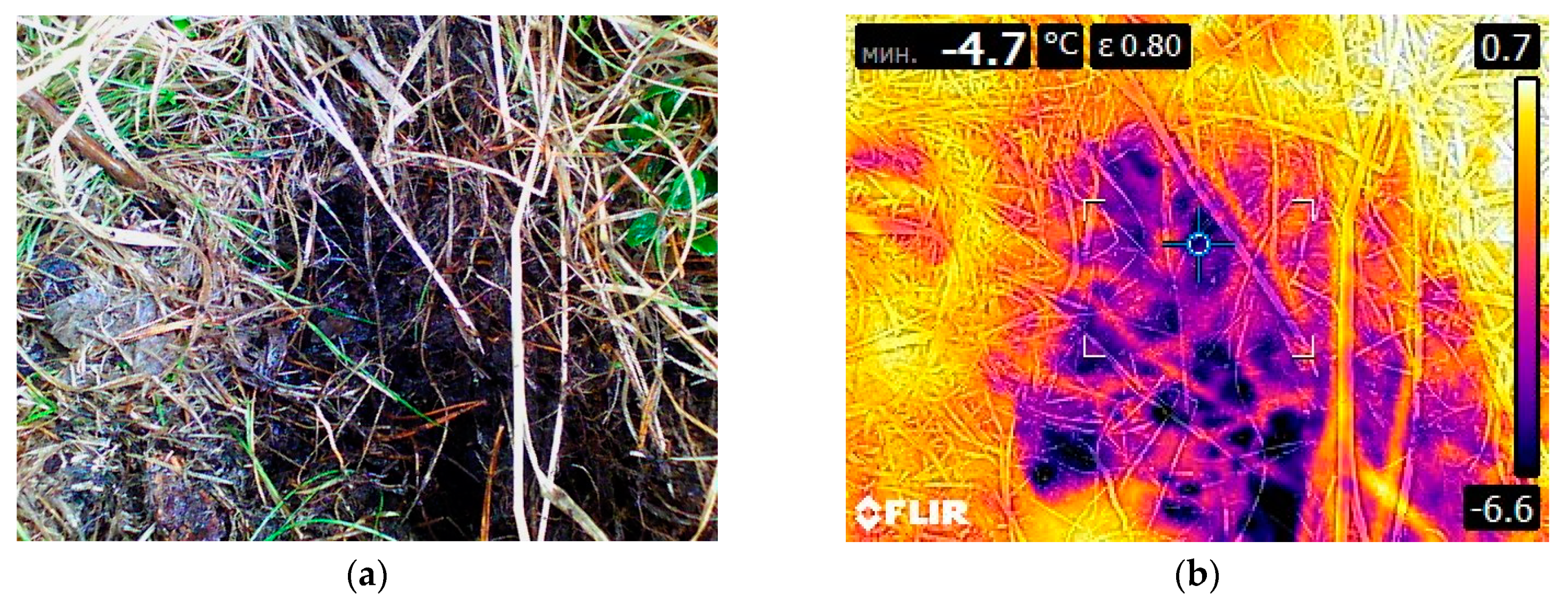 Forests 11 00063 g006